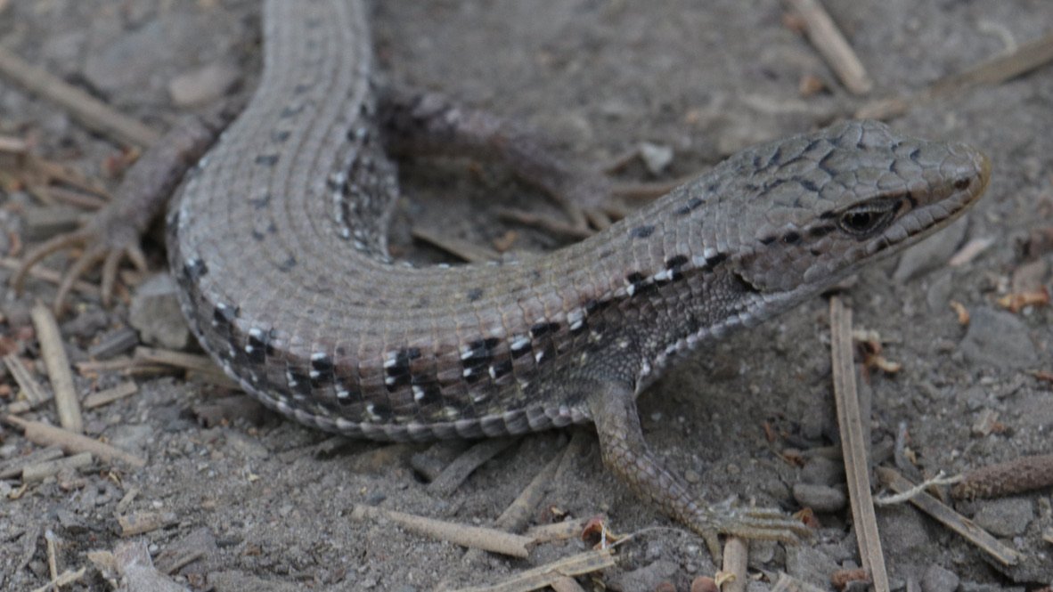 Lizard, Rimrock Lake, WA