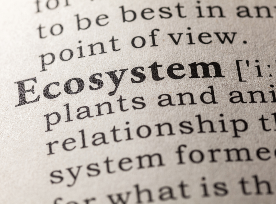 The Content Ecosystem: Channels Work Better Together