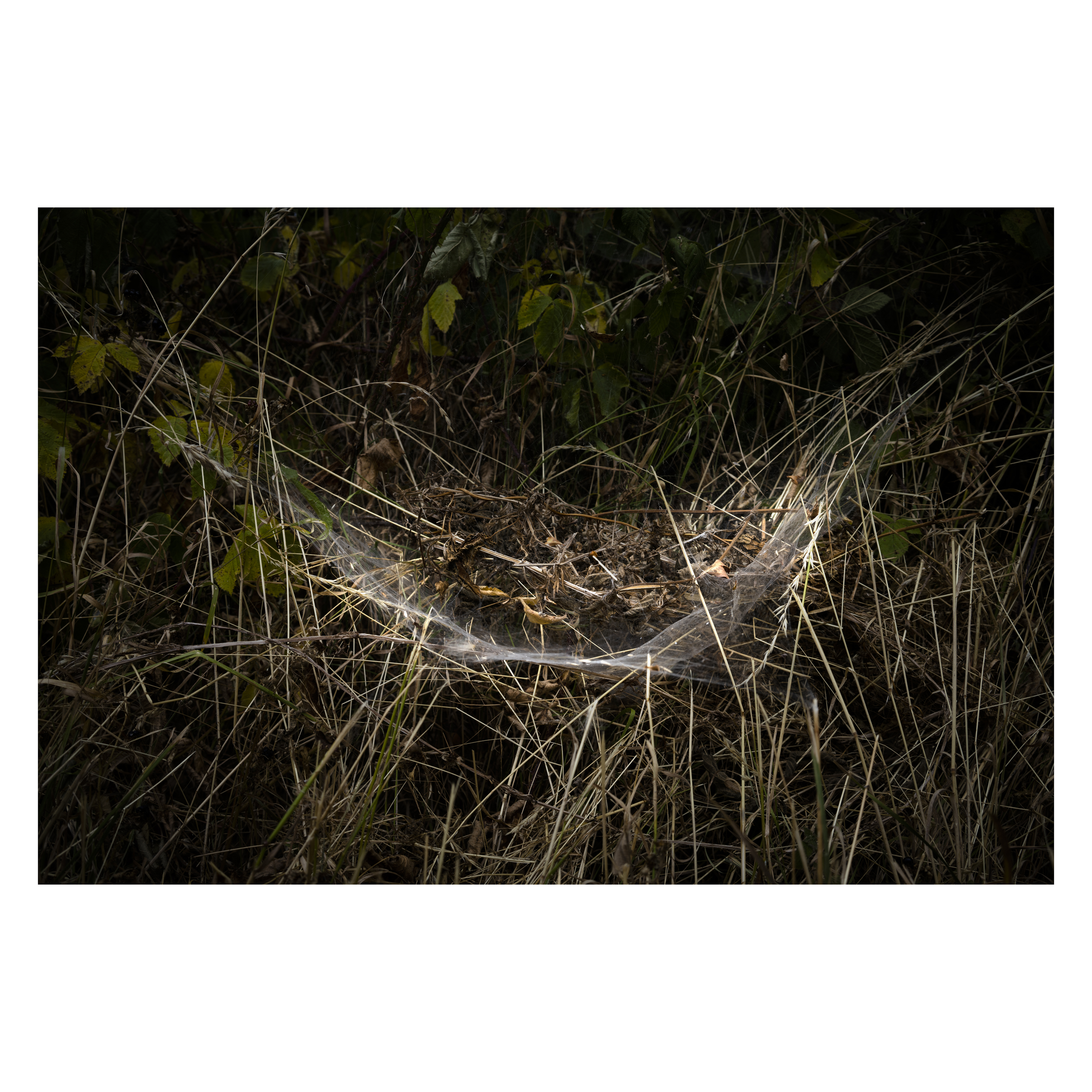 Threads