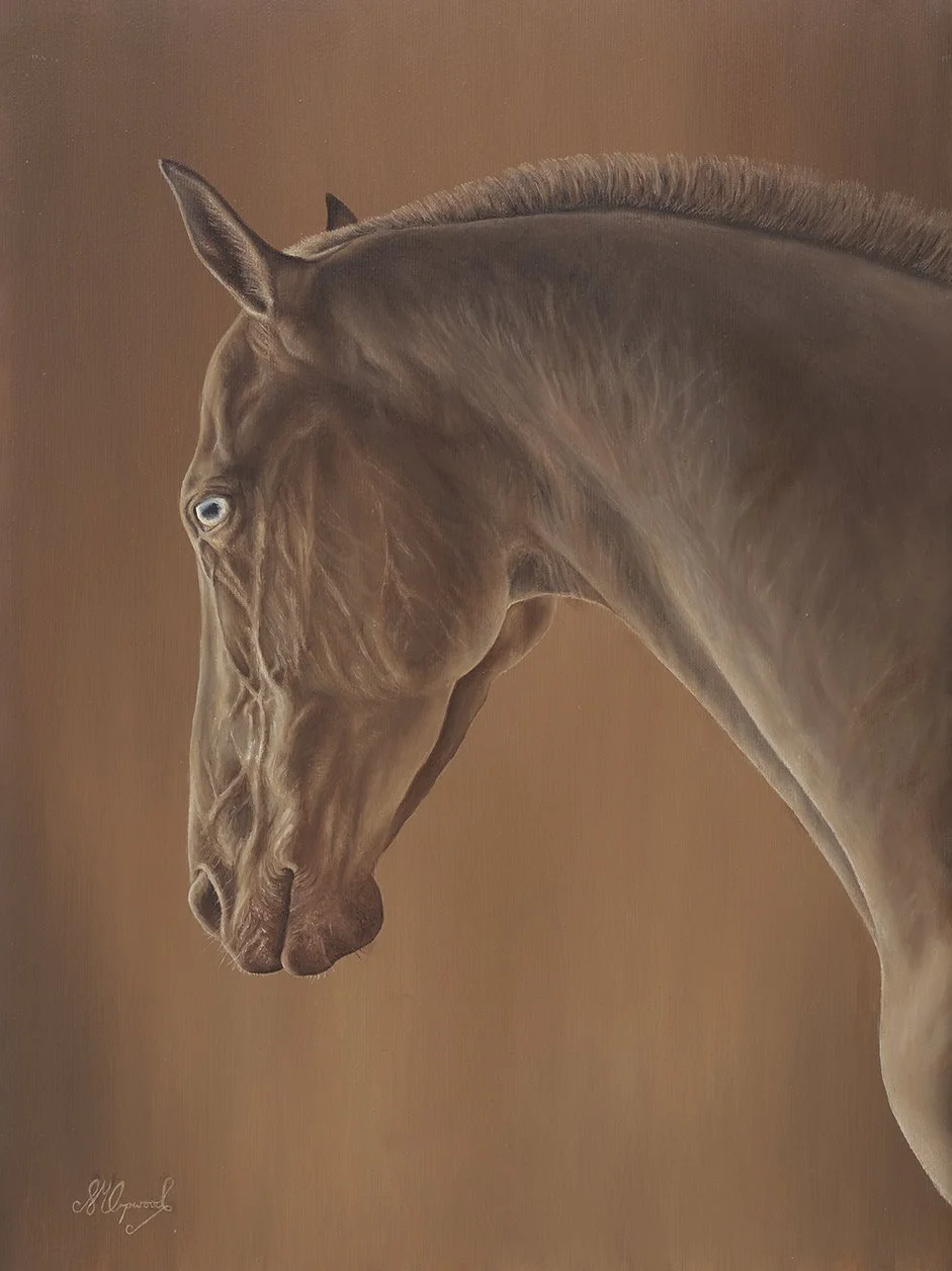Oil Painting of an Akhal Teke - Horse Portrait Artist - Orpwood Fine Art - Susannah Orpwood Art.jpg