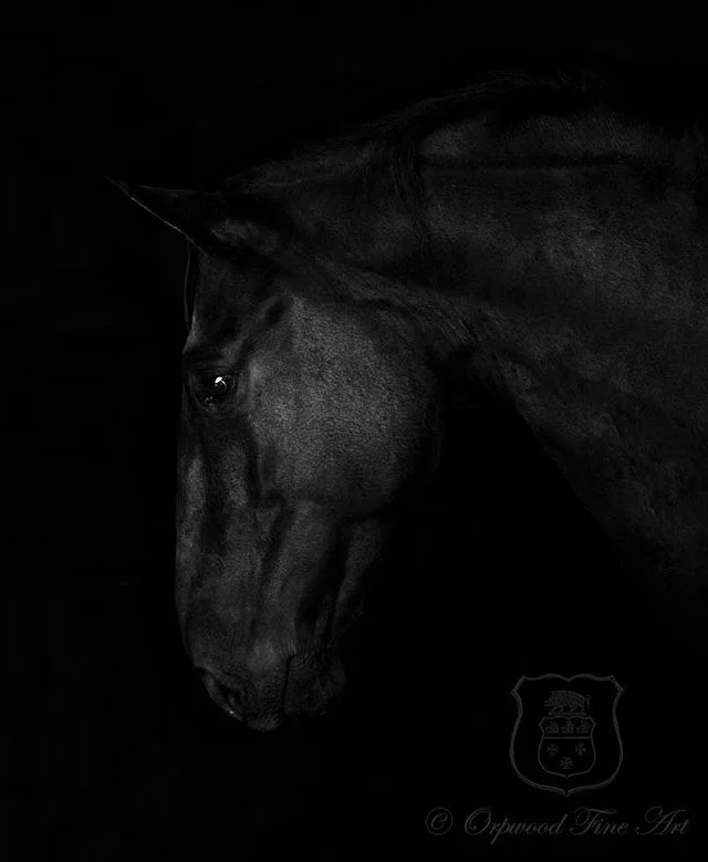 A gentleman of a horse...
.
.
.
#blackhorse
#blackhorsephoto
#blackandwhitephotography
#beautifulblackhorse
#stunningblackhorse
#eleganthorse
#horsesofinstagram
#instahorse
#theequineartist
#thehorseartist
#horseart
#orpwoodfineart
#photoofablackhors
