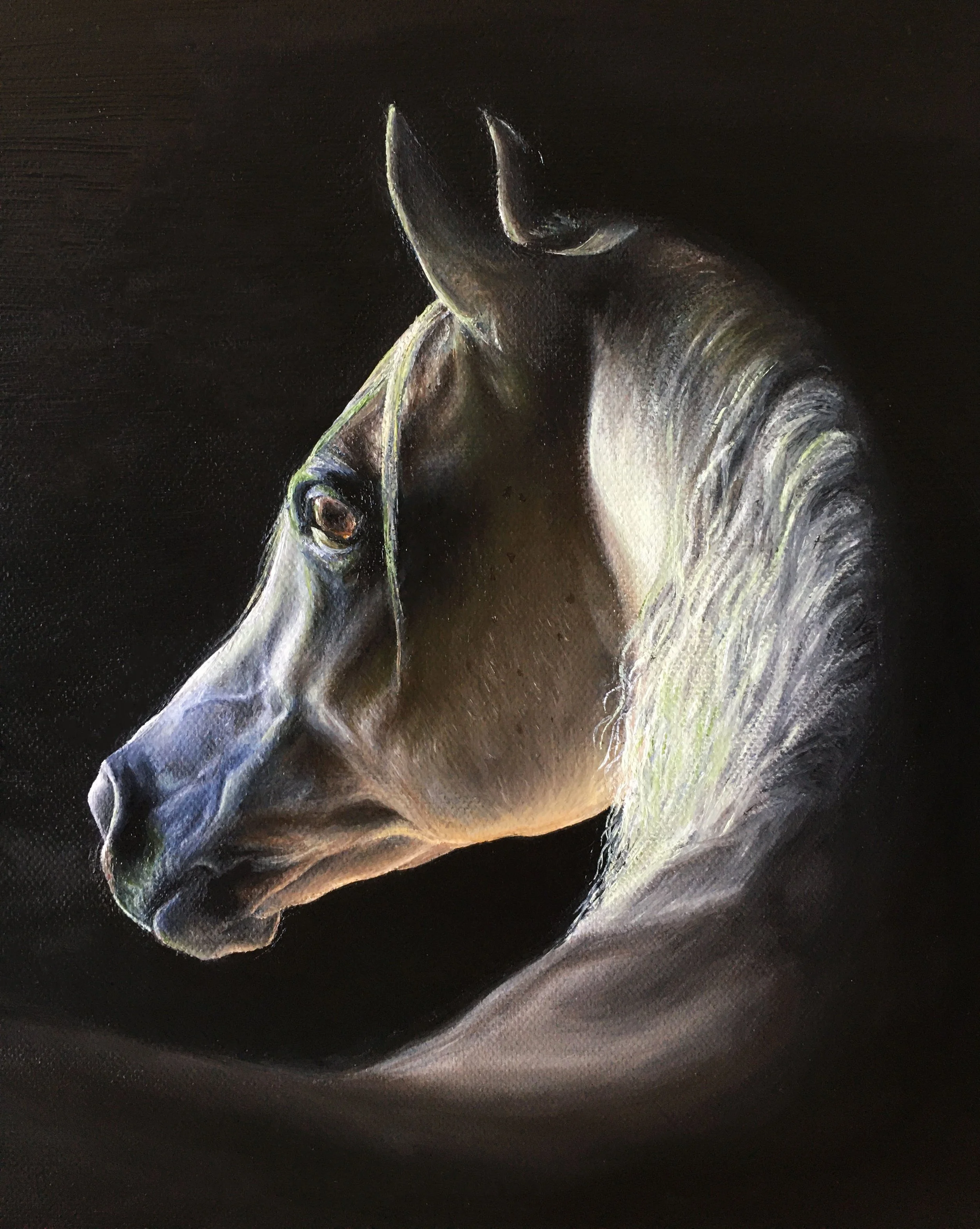 Oil painting of an Arab - Horse Portrait Artist - Orpwood Fine Art - Susannah Orpwood.jpg