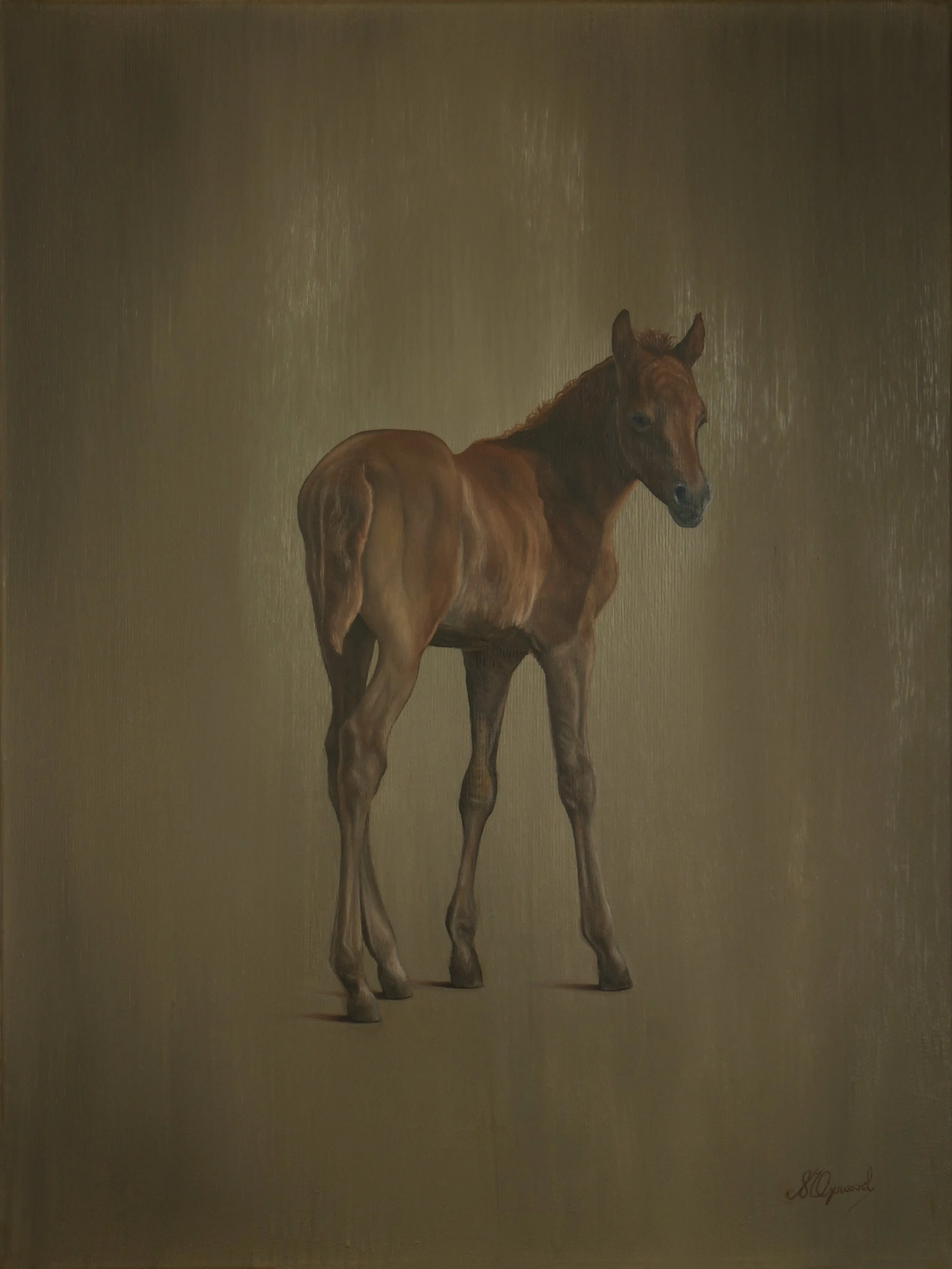 Orpwood Fine Art, Are You Looking at Me, S M Myles Orpwood, Susannah Orpwood, Painting of a foal.jpg