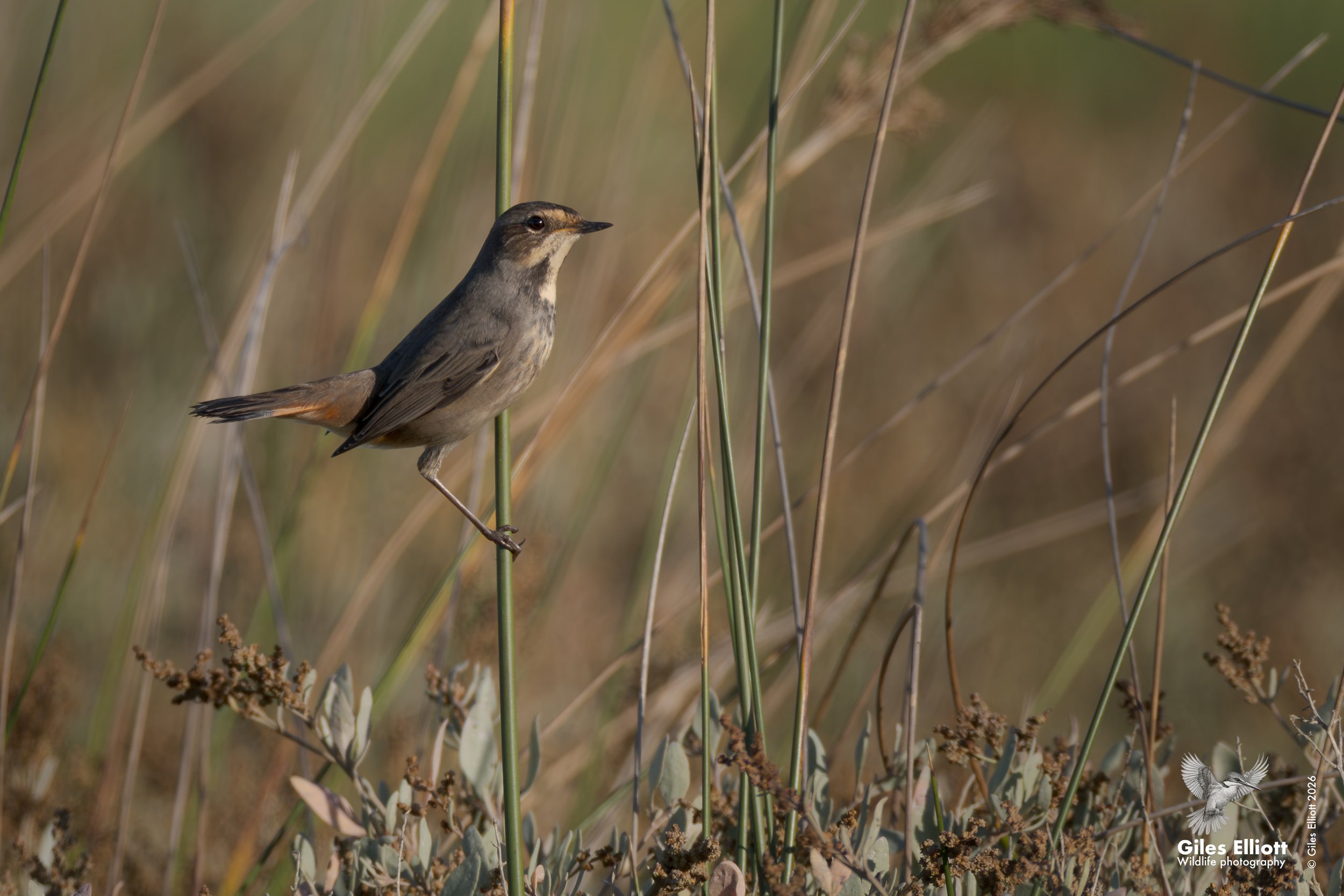 Bluethroat