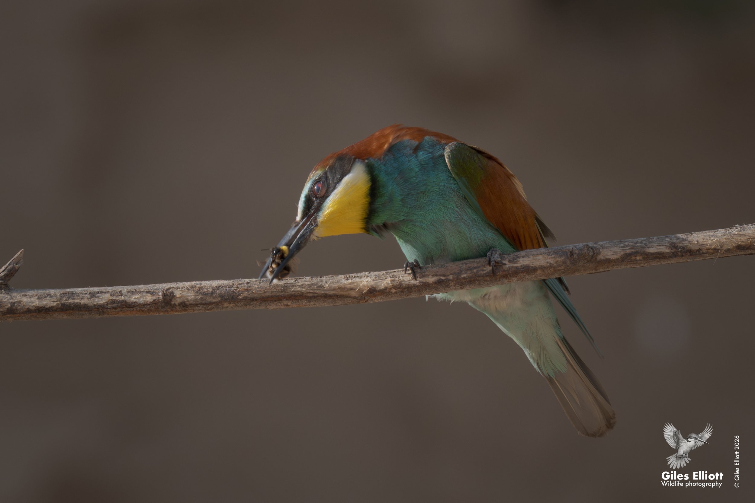 Tenderising supper
