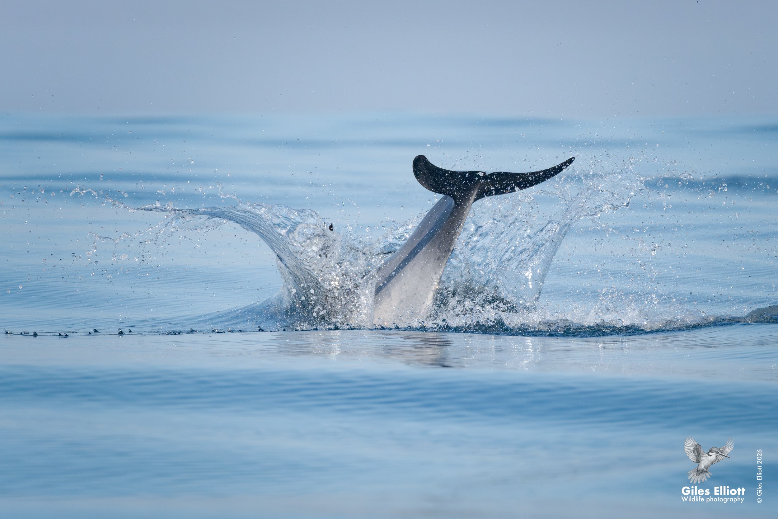 Common dolphin