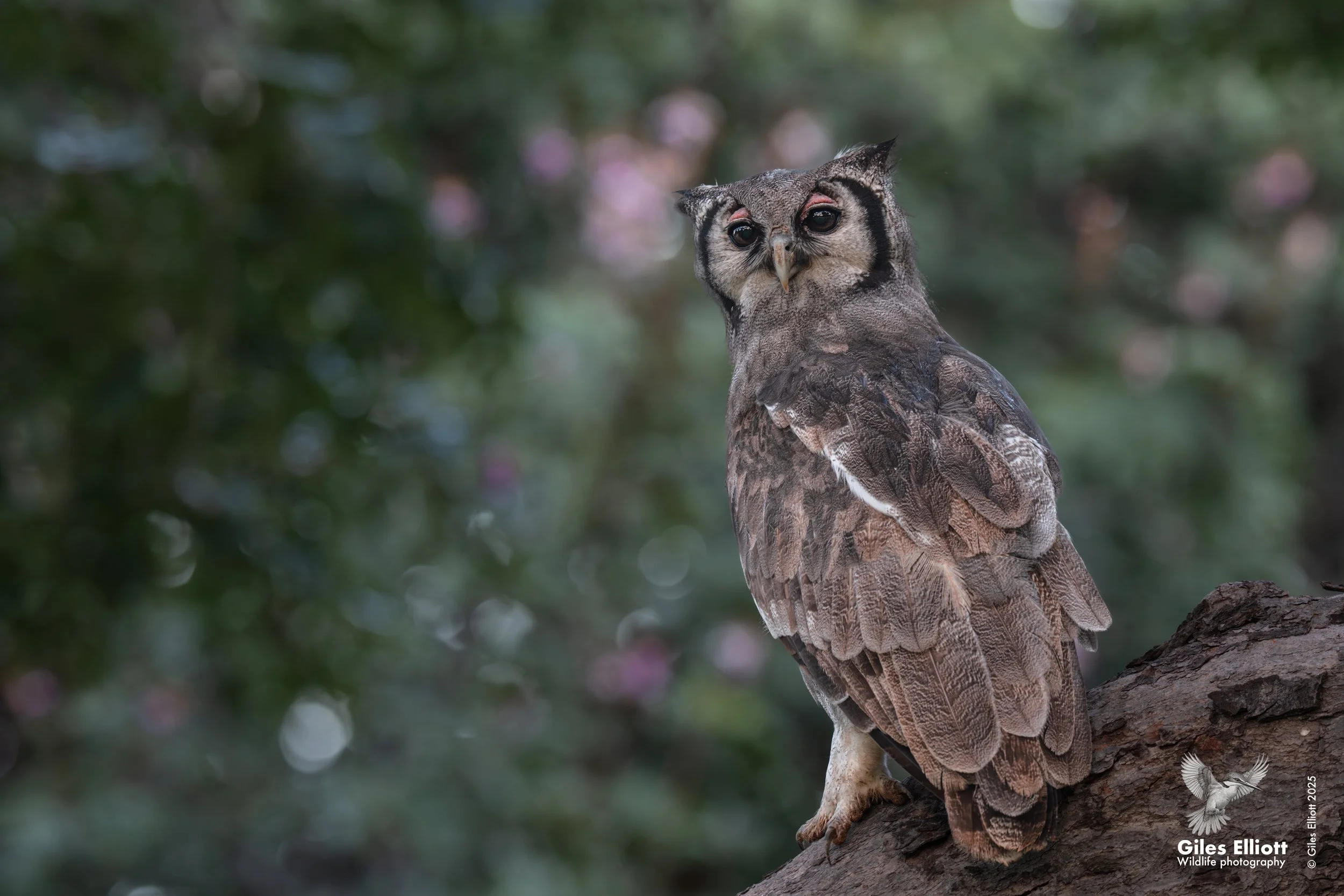 Vereaux eagle owl. Chobe National Park. March 2025