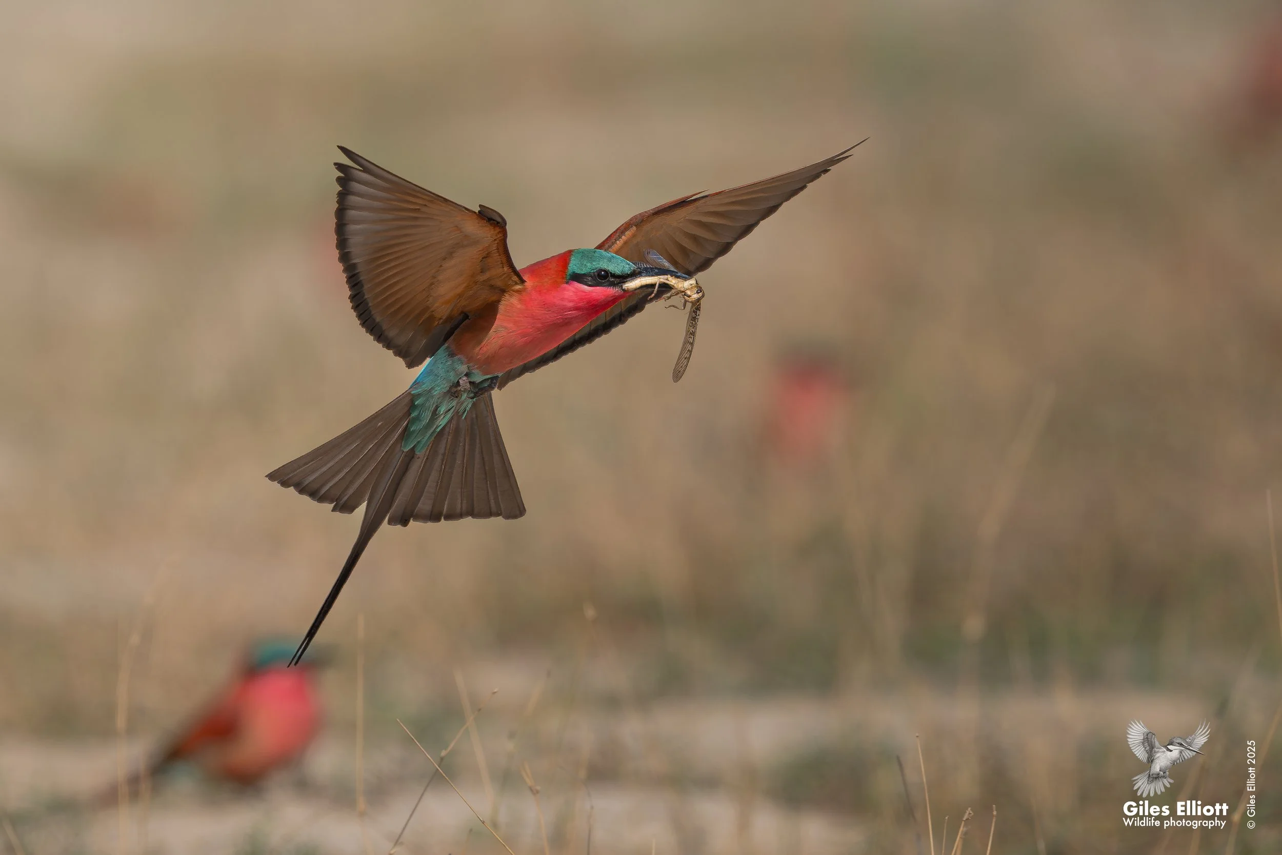 Southern Carmine Bee-eater