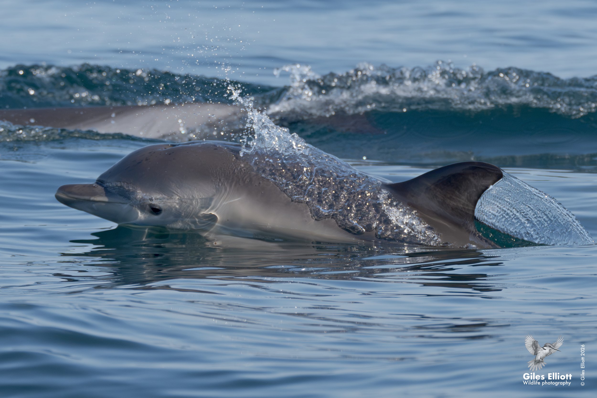 Common dolphin