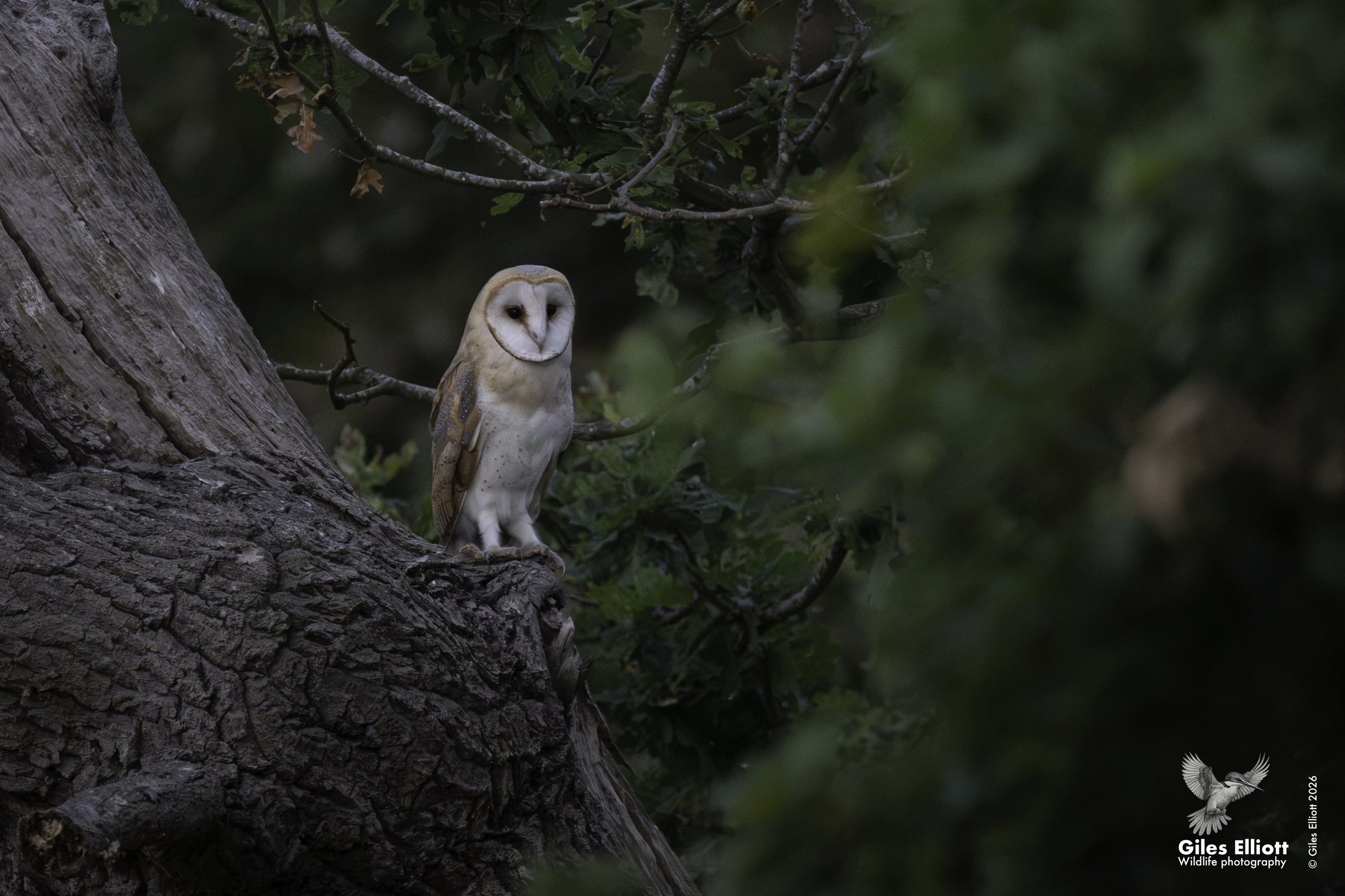 young owl.jpg