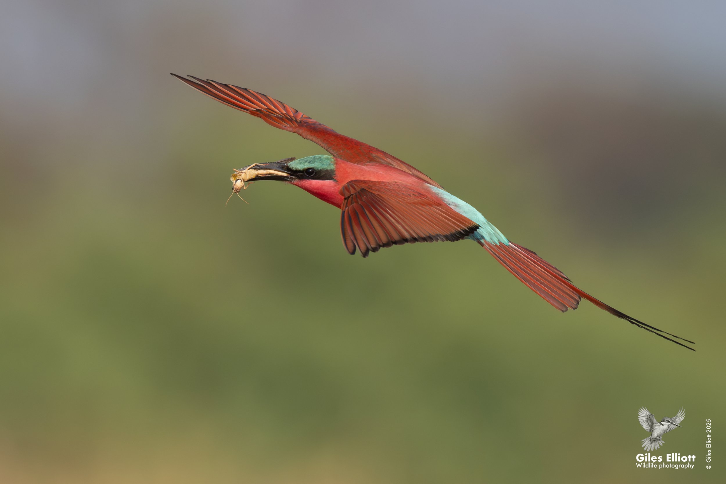 Southern Carmine Bee-eater
