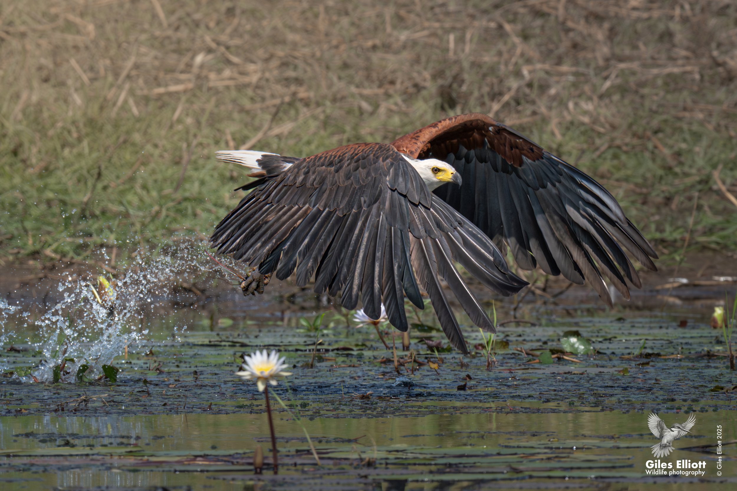 African fish eagle
