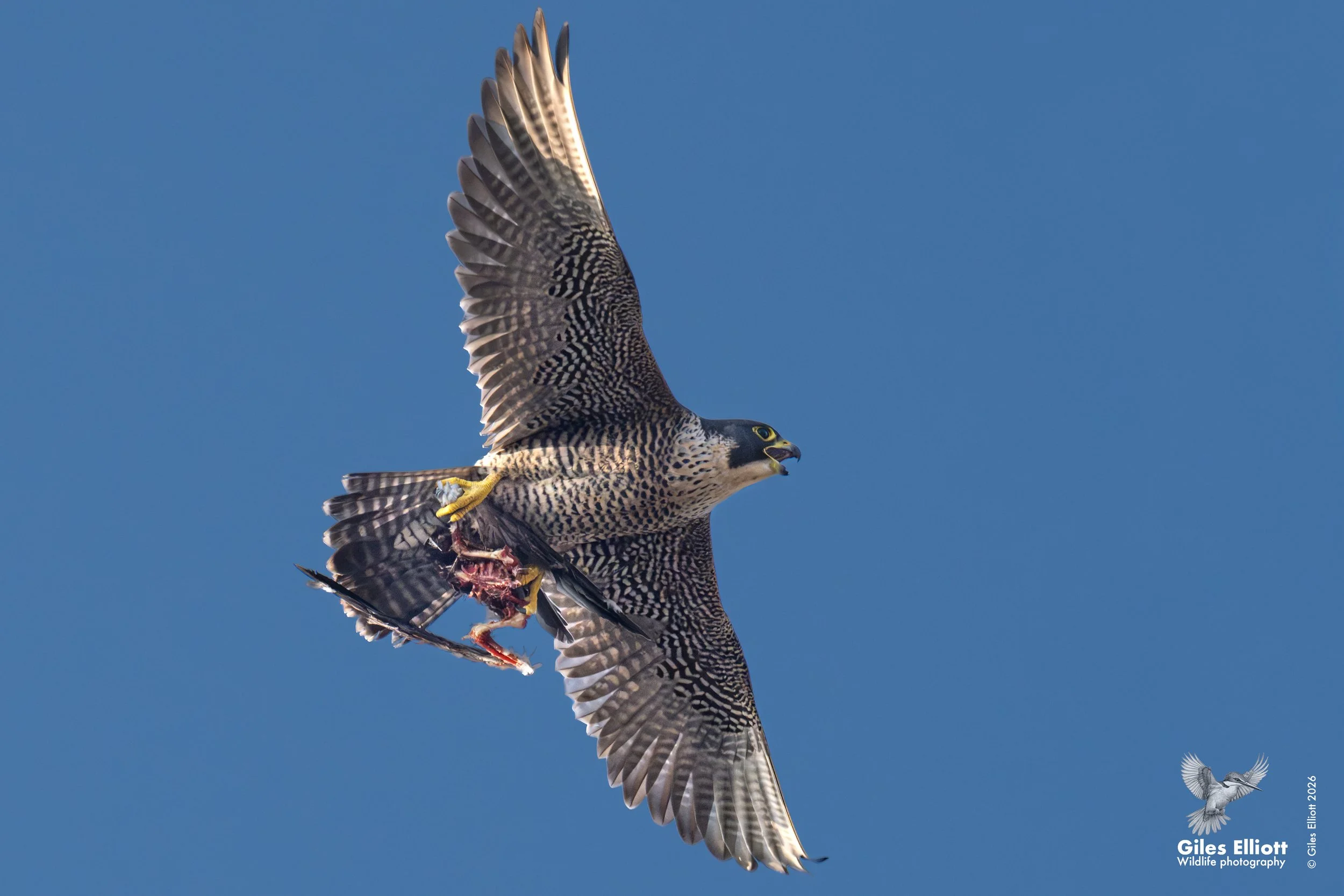 Peregrine falcon