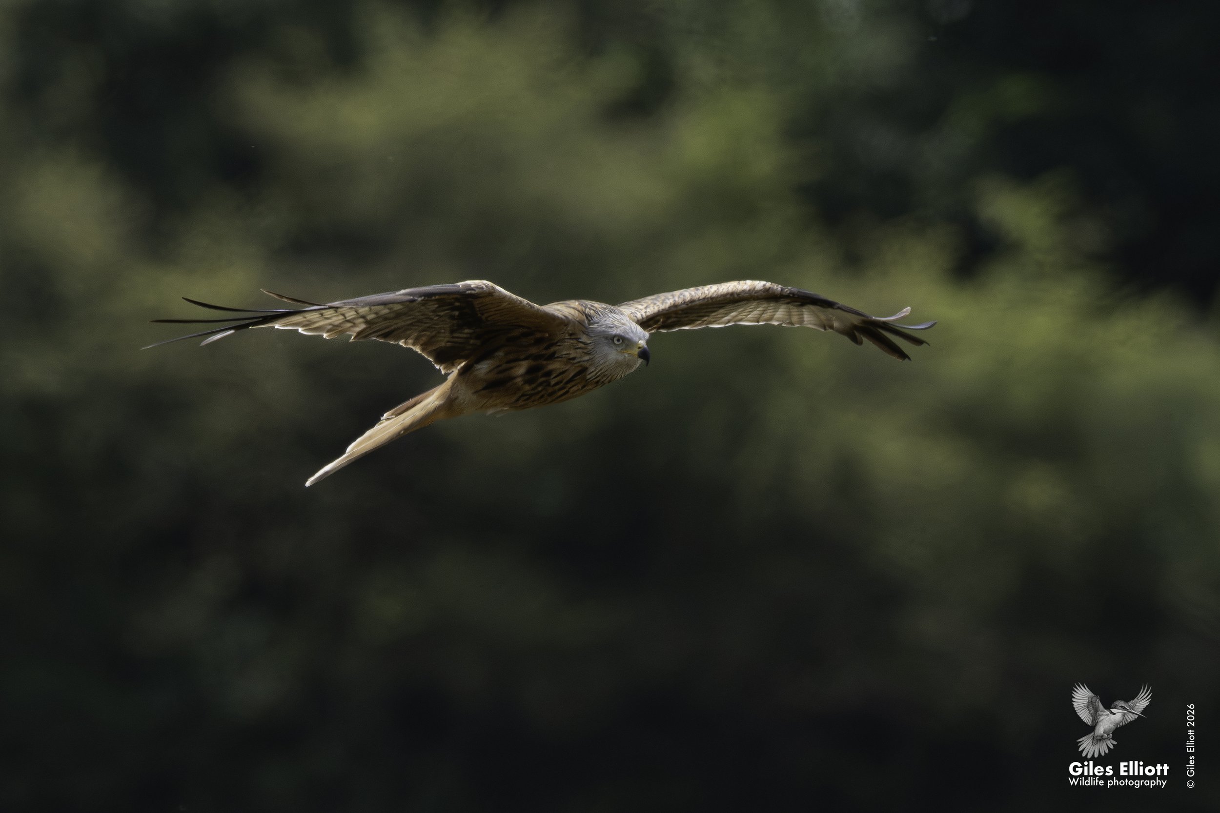Red kite
