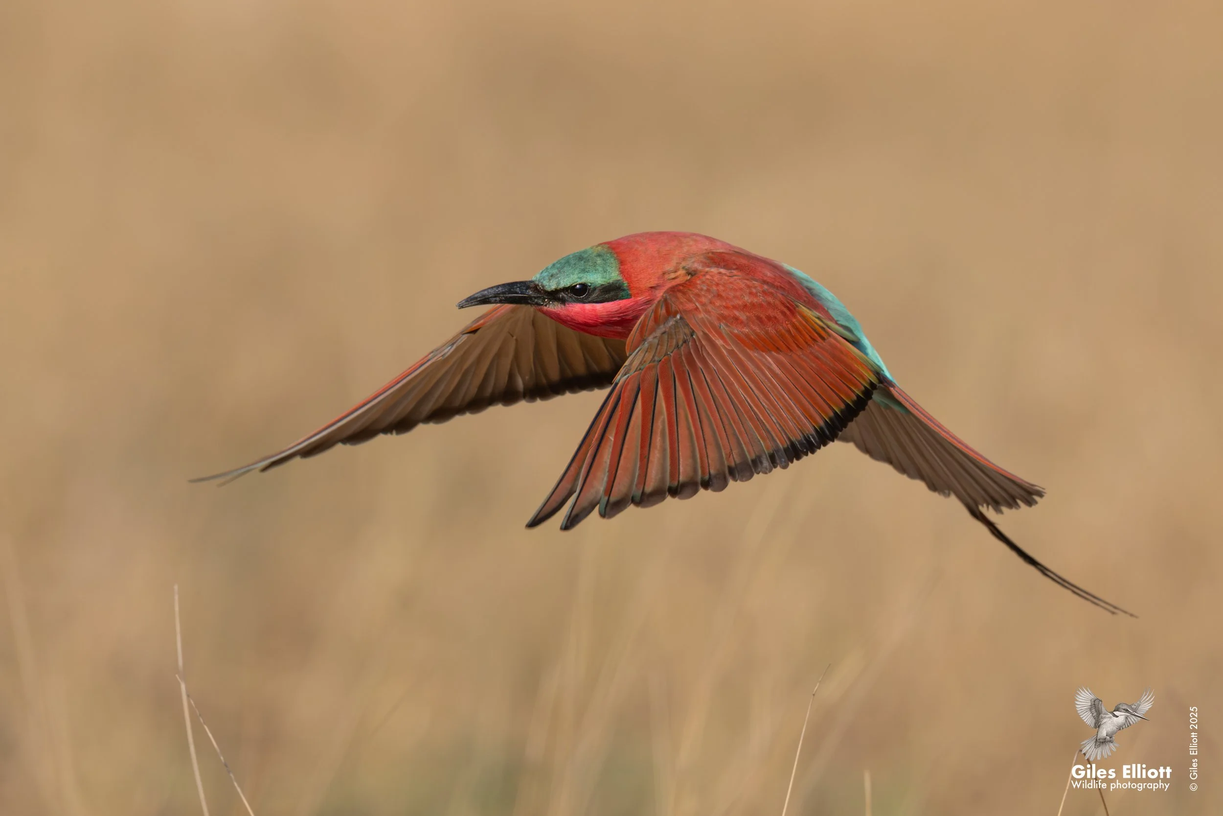 Southern Carmine Bee-eater