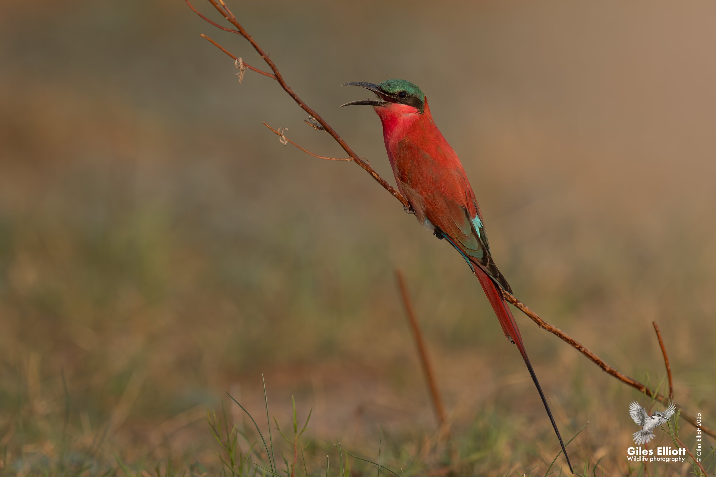 Southern Carmine Bee-eater