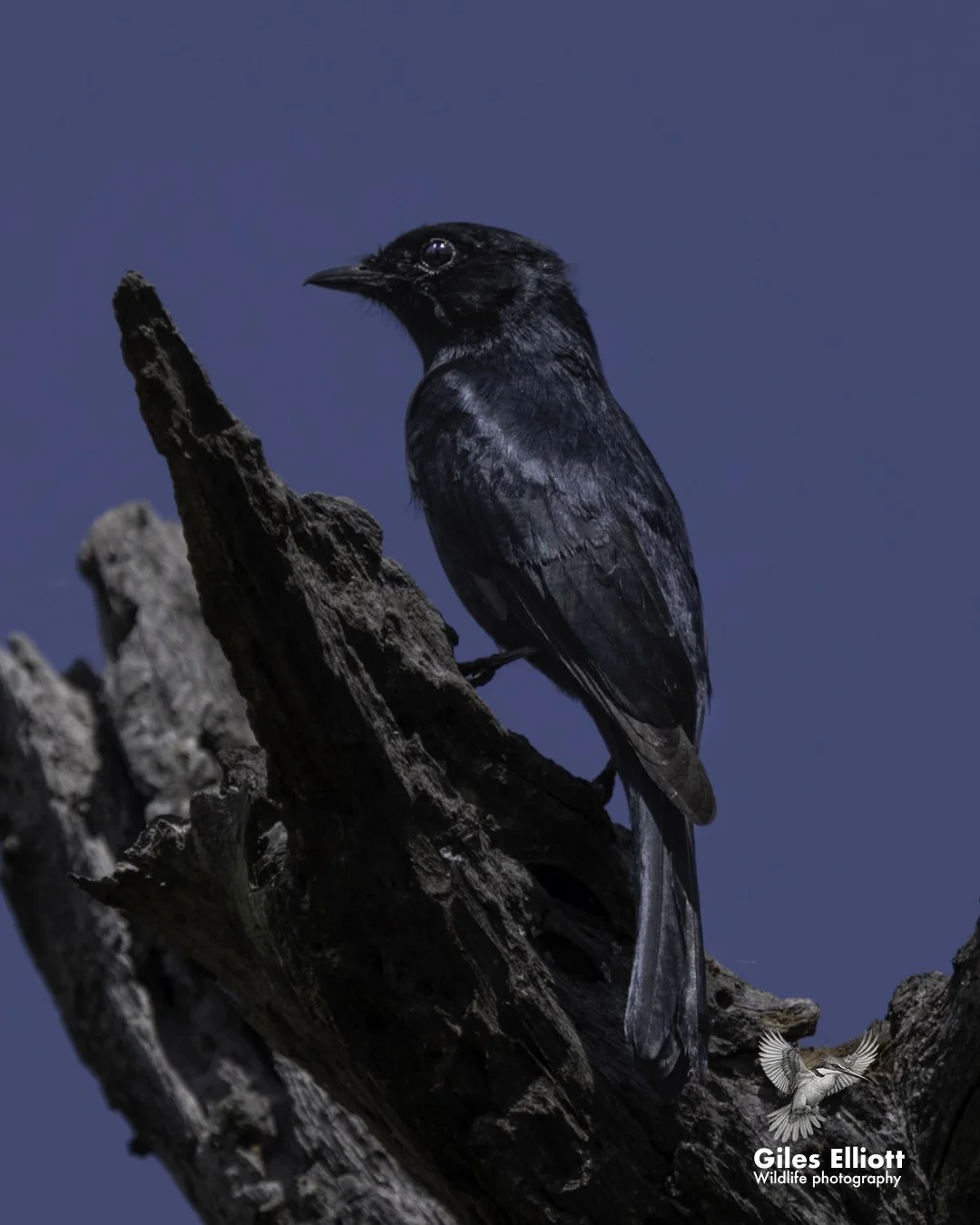 Souther black flycatcher