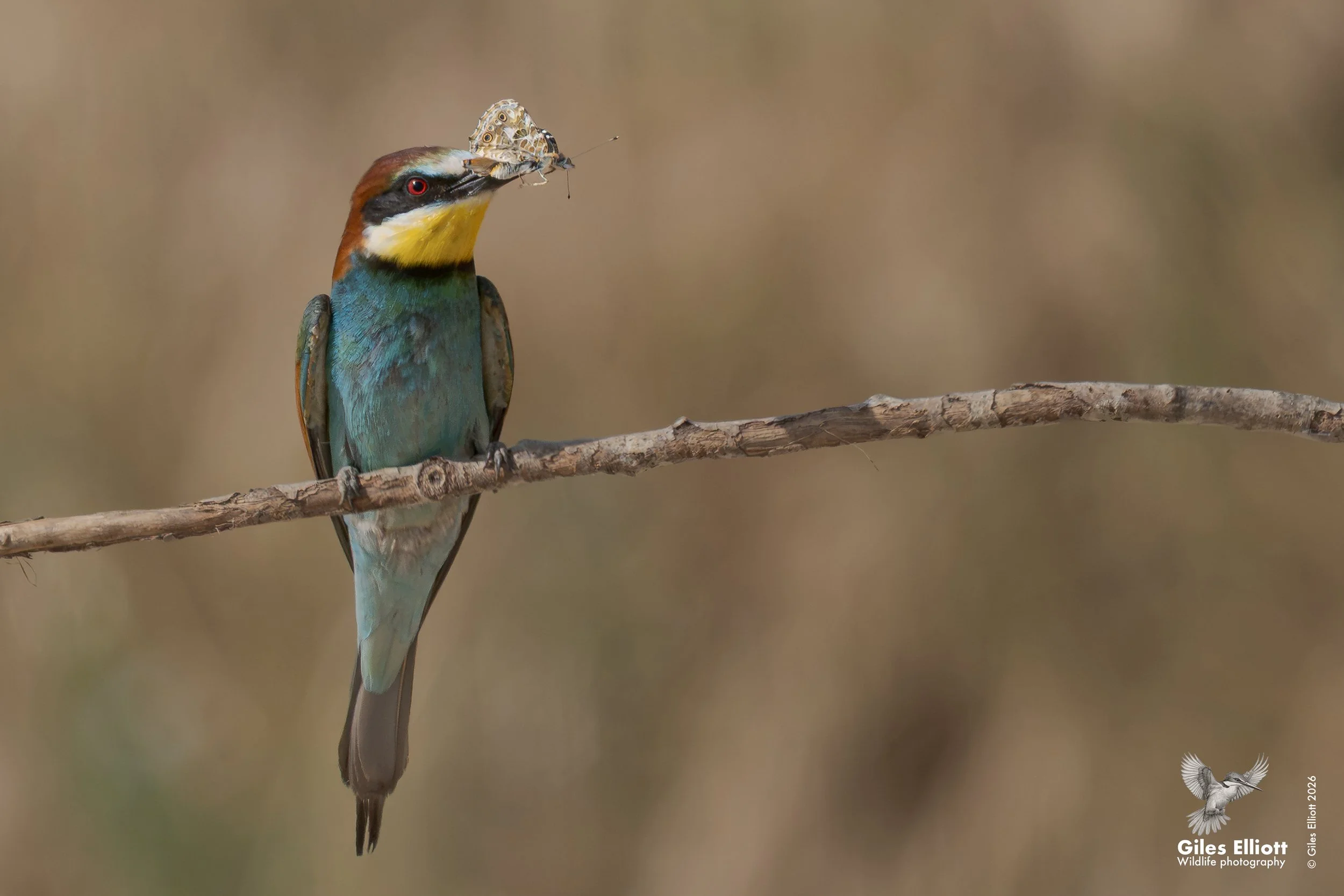 bee eaters 25.jpg