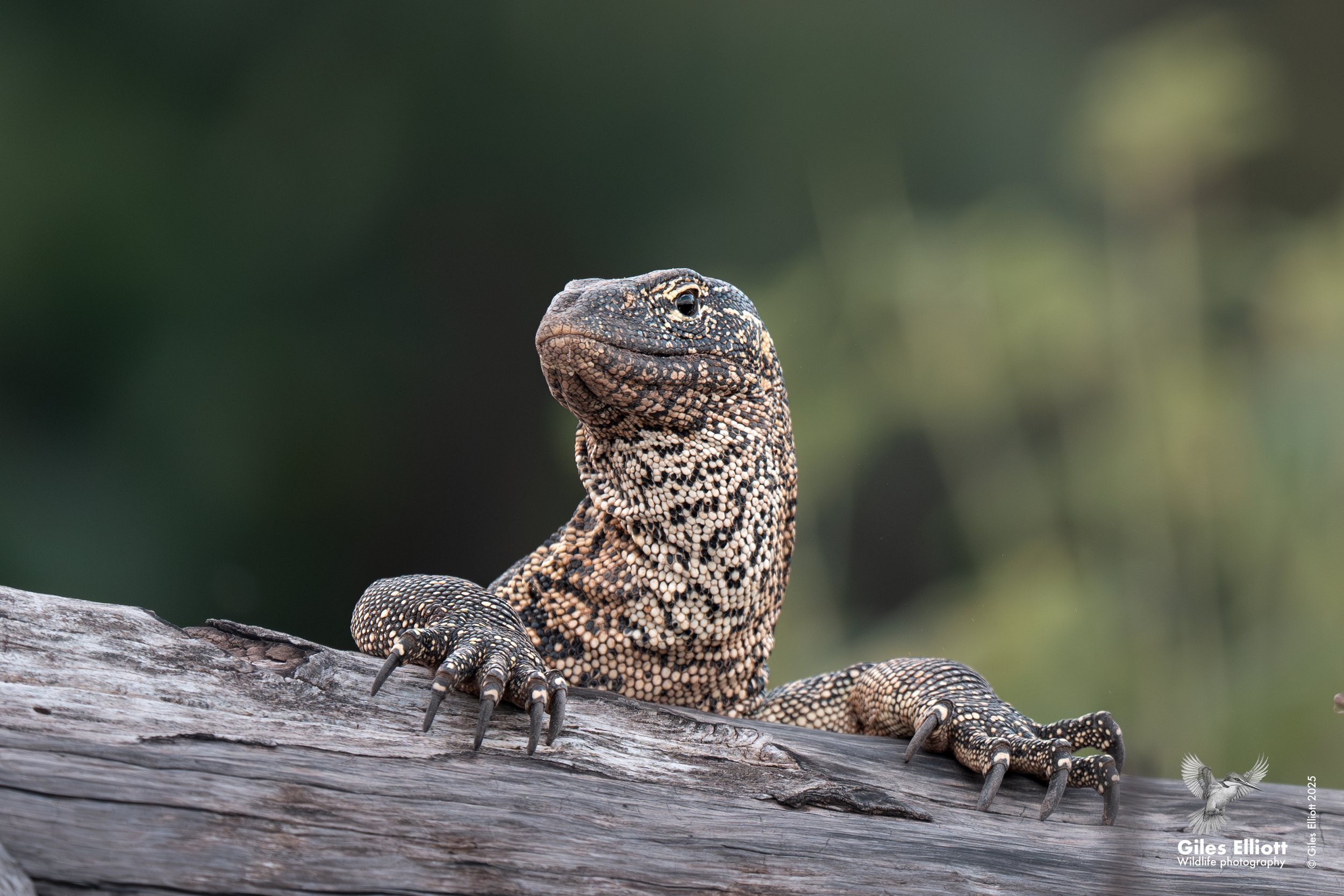 Close-up of a monitor lizard resting on a tree branch with a blurred green background.