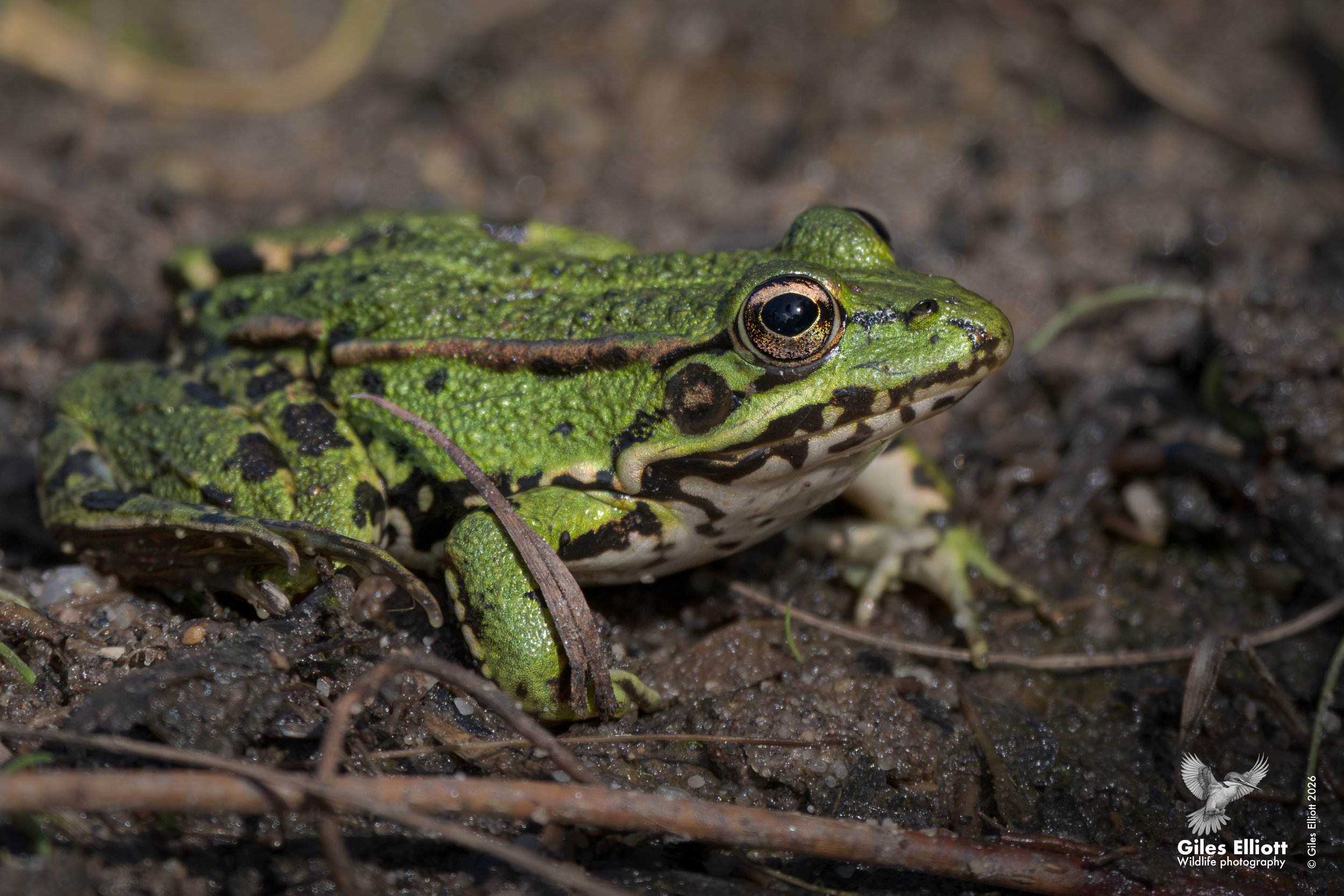 Iberian green frog