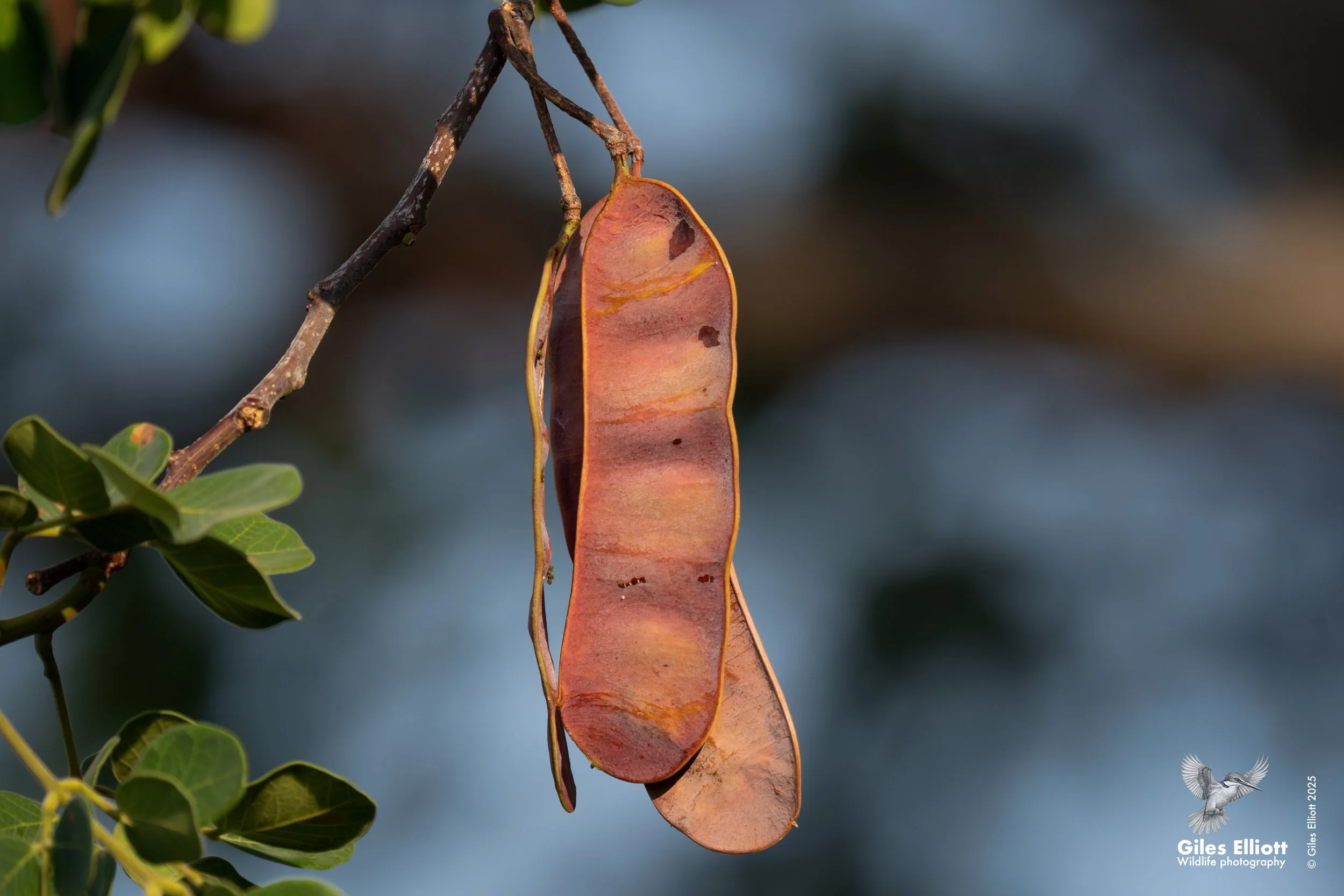 Mimosa pod