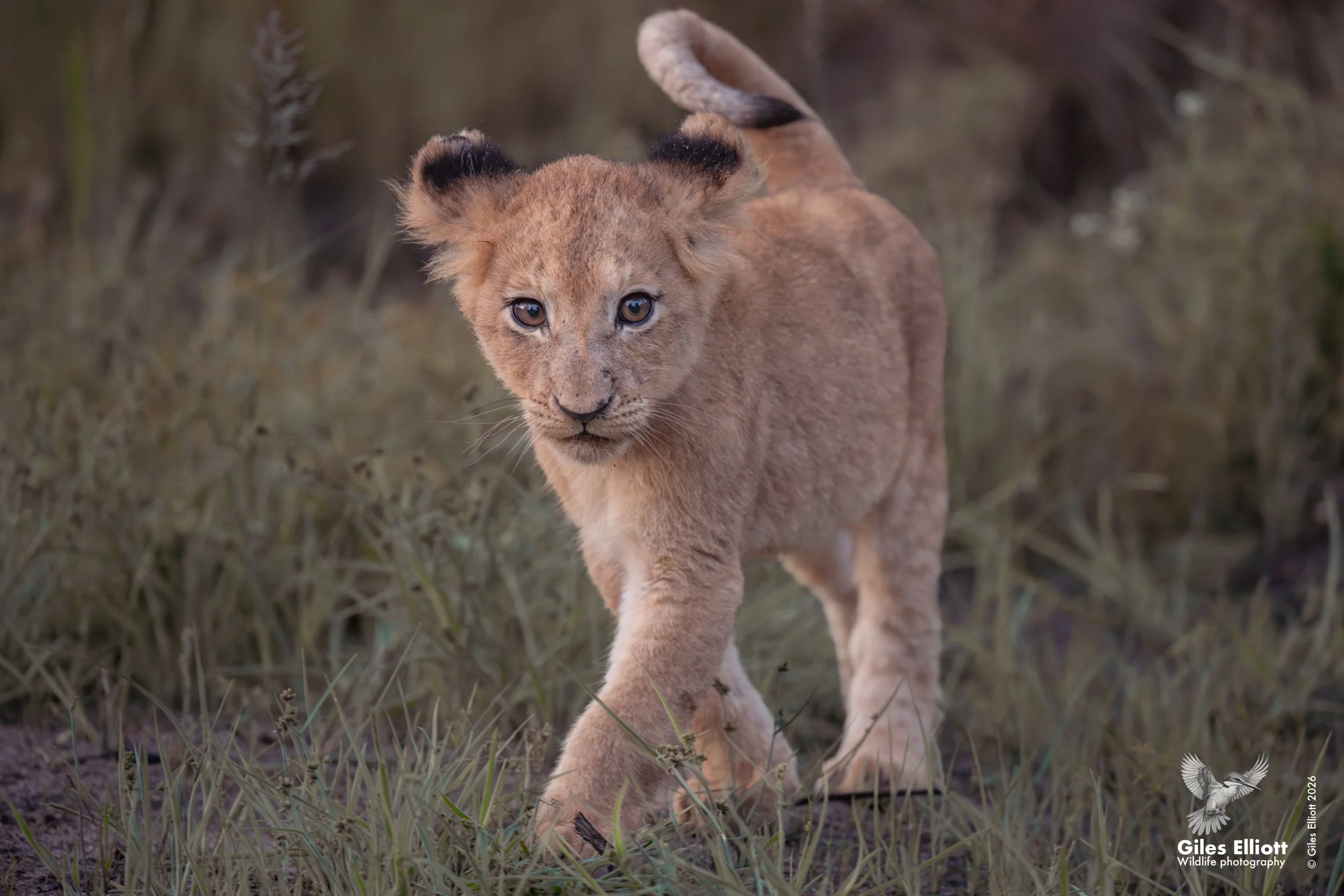 lion cub 14.jpg