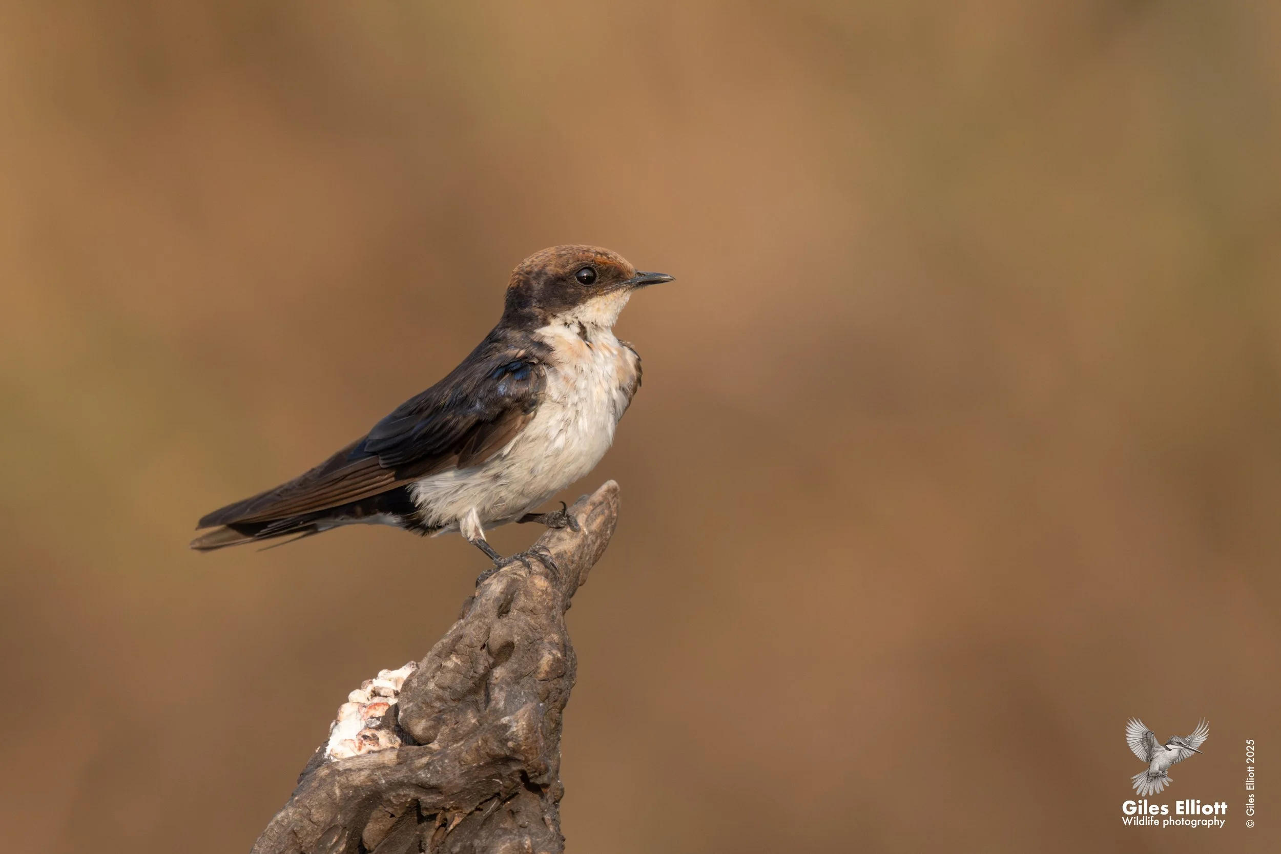 Wire-tailed swallow