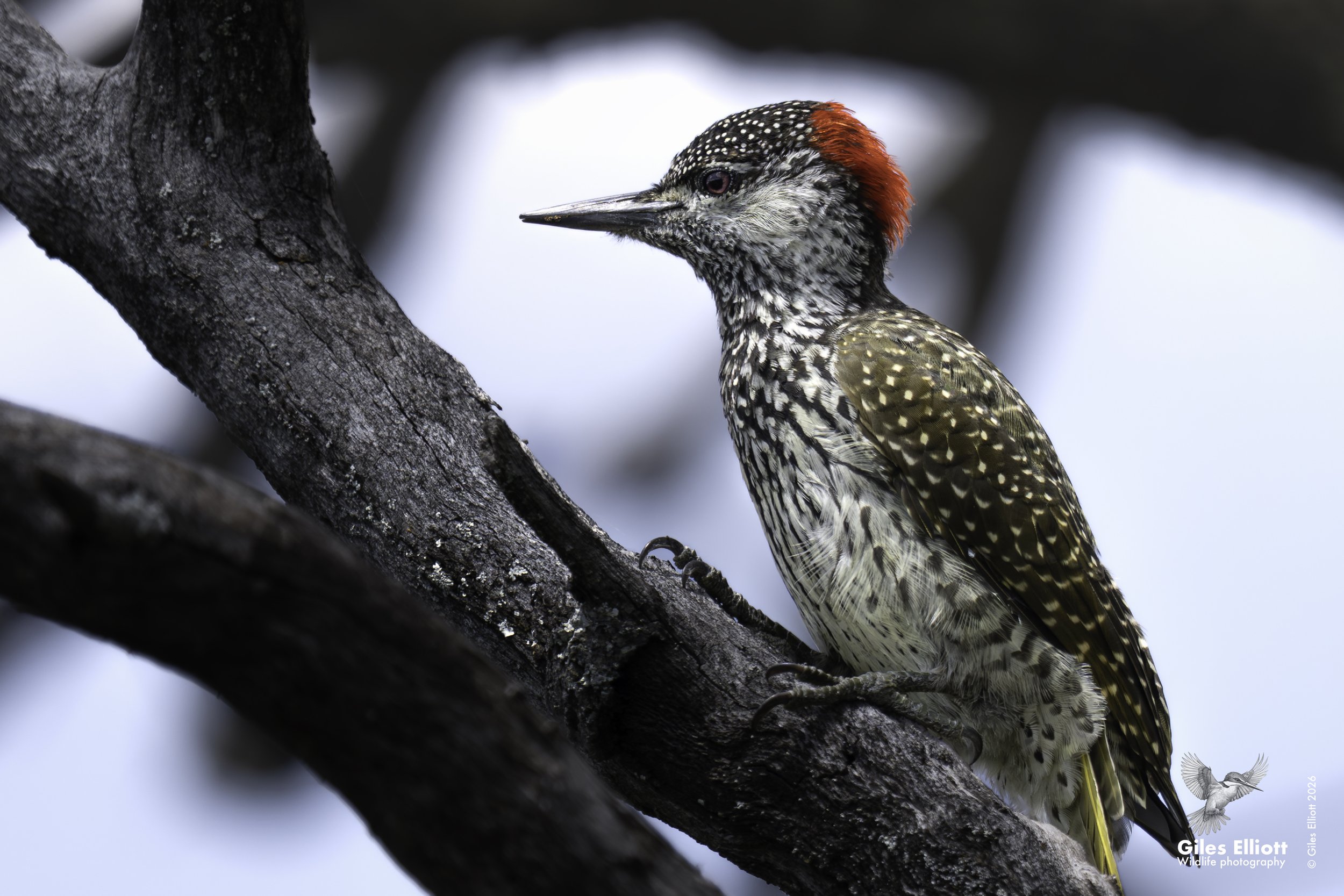 Cardinal woodpecker