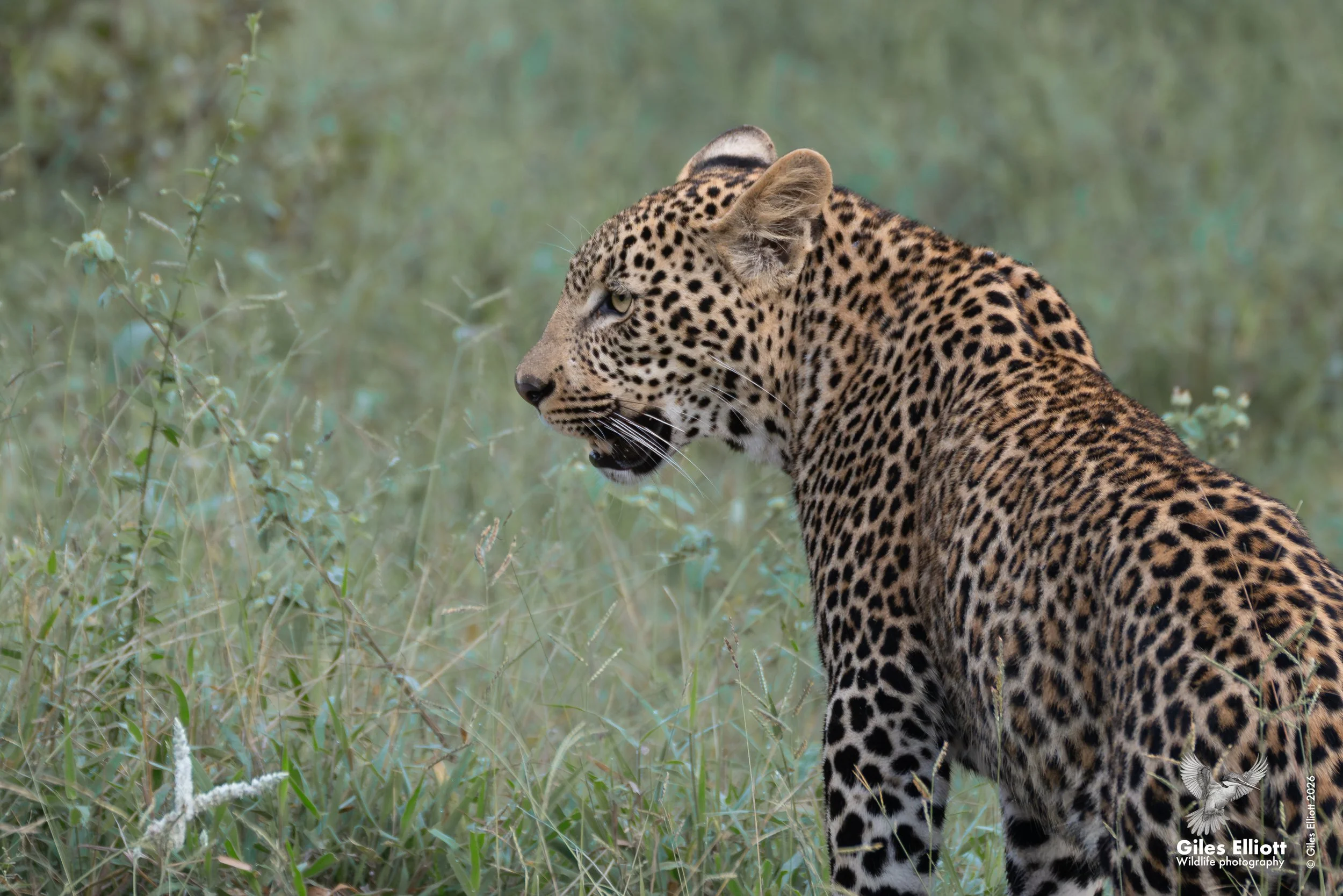 leopard 4 adult.jpg