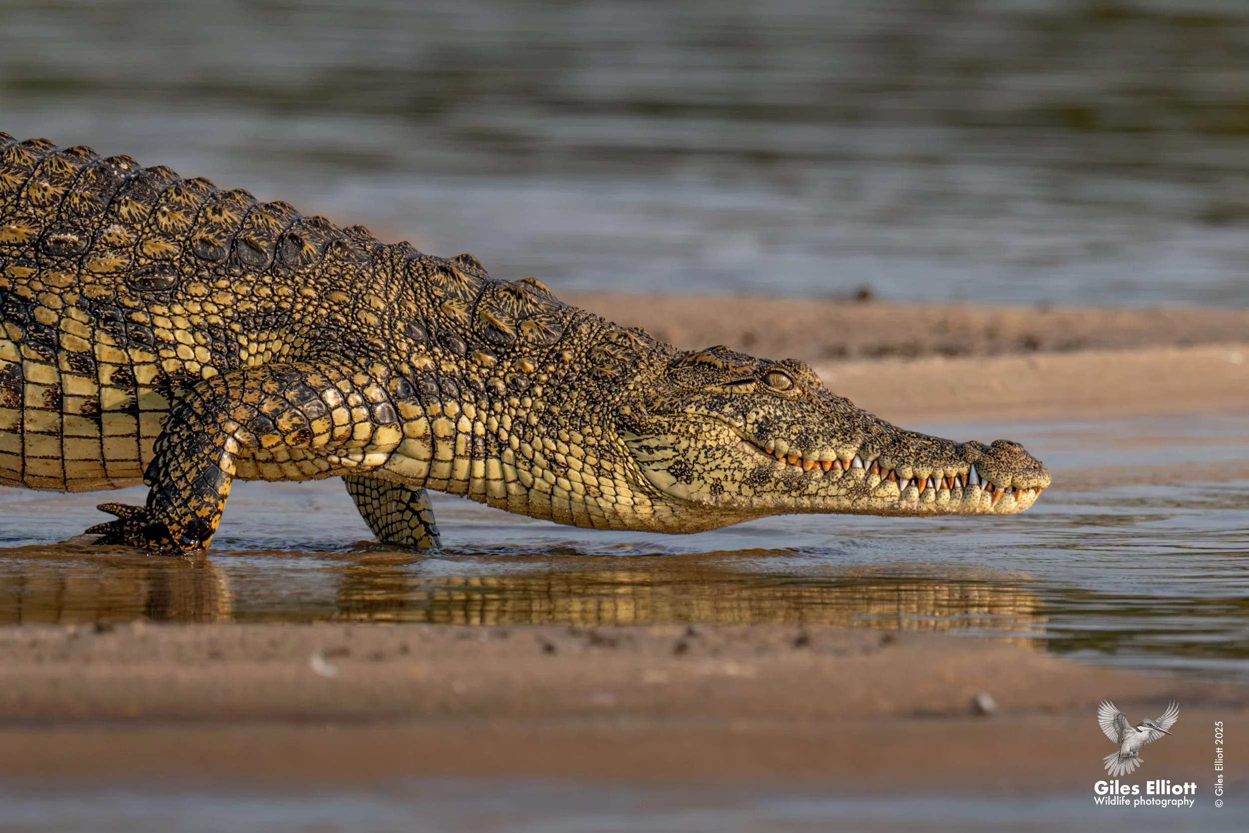 Nile crocodile
