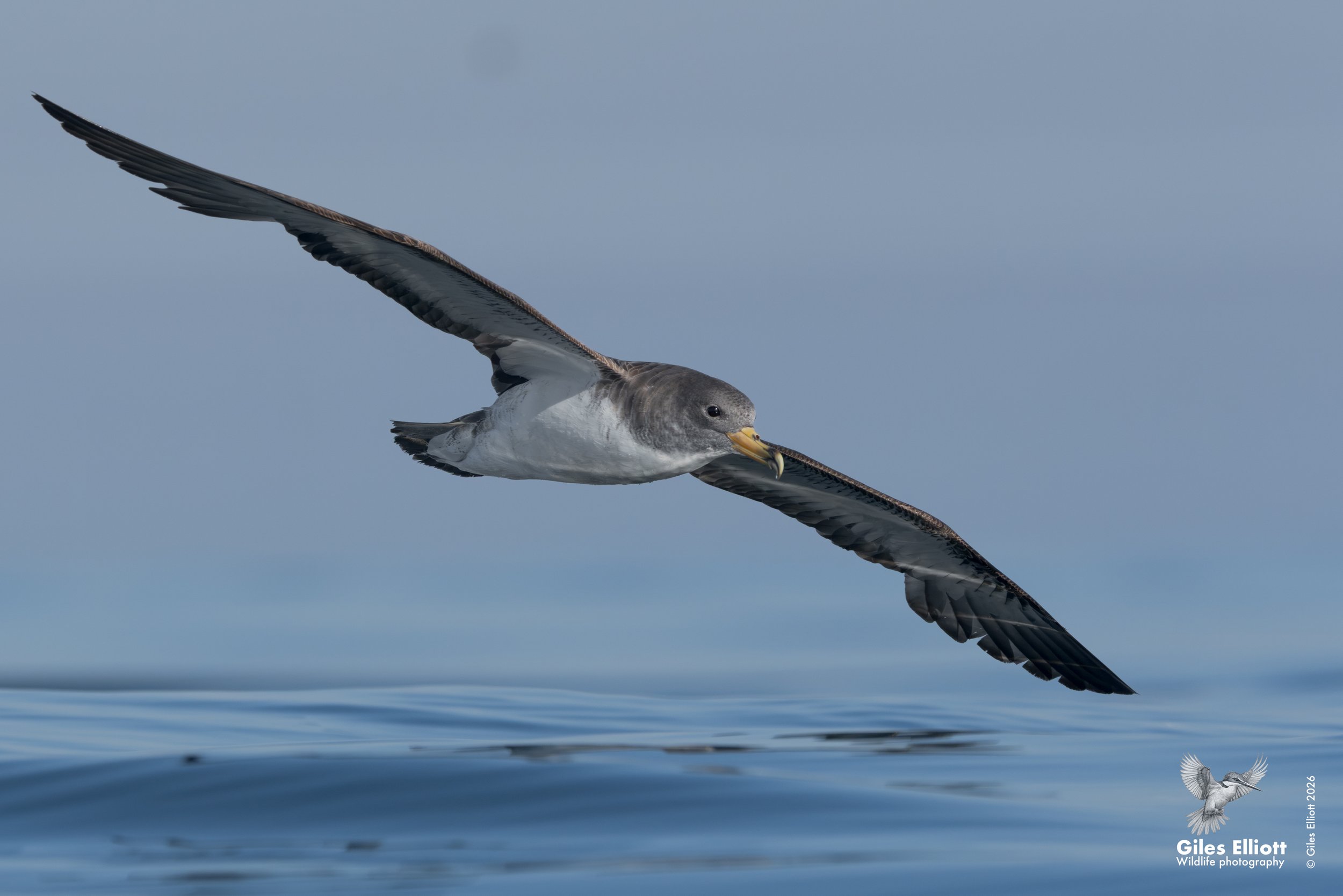 Cory's shearwater