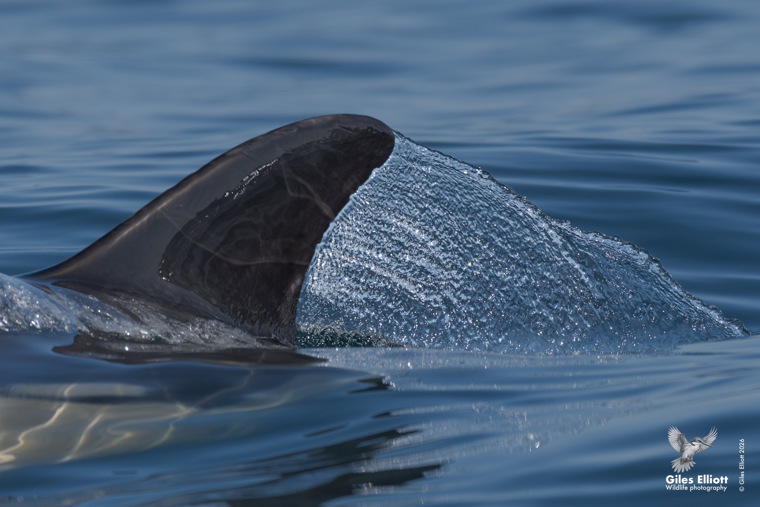 Common dolphin