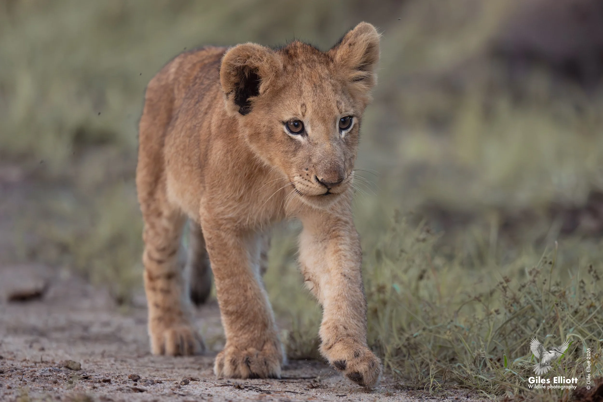lion cub 17.jpg