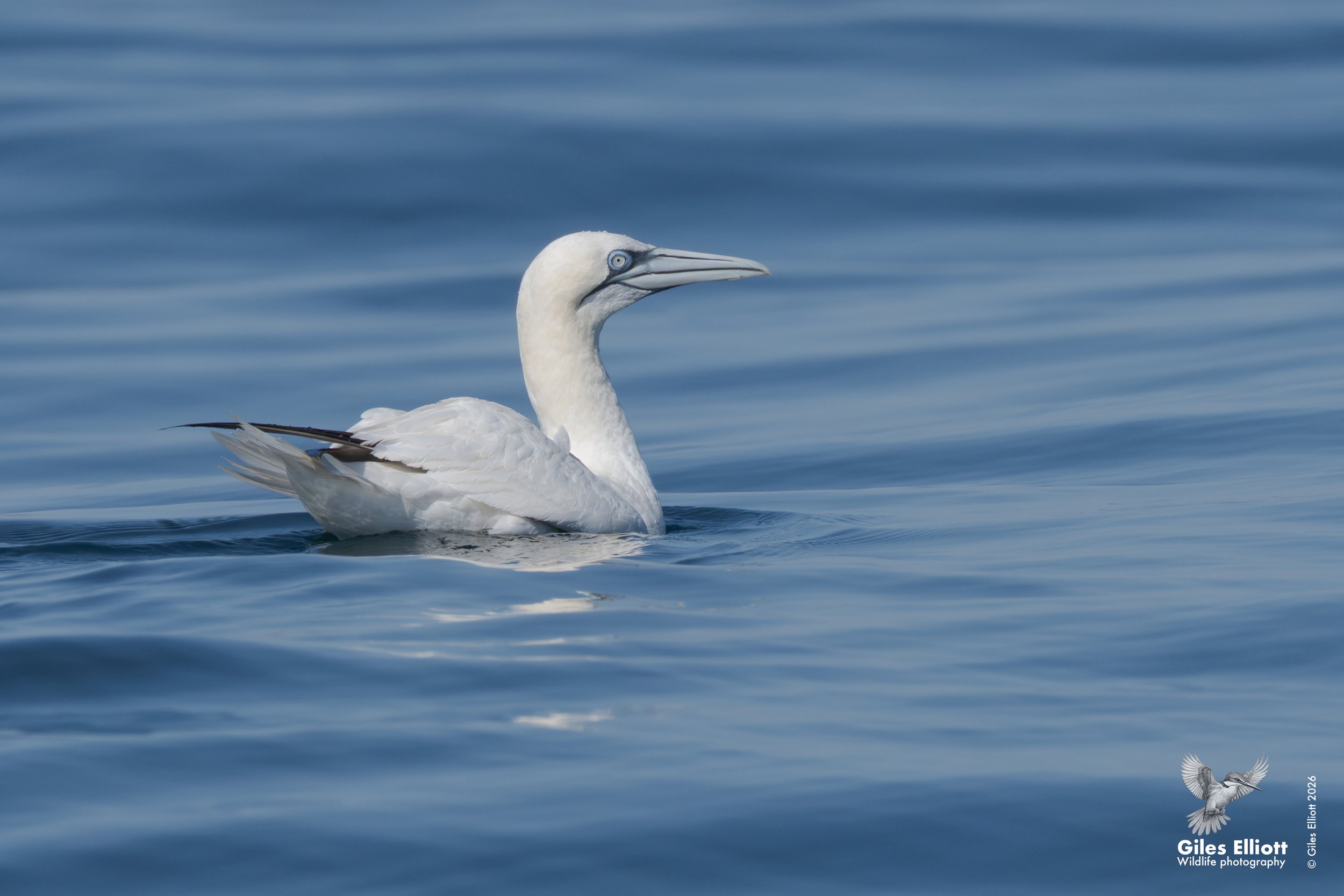 Northern gannet