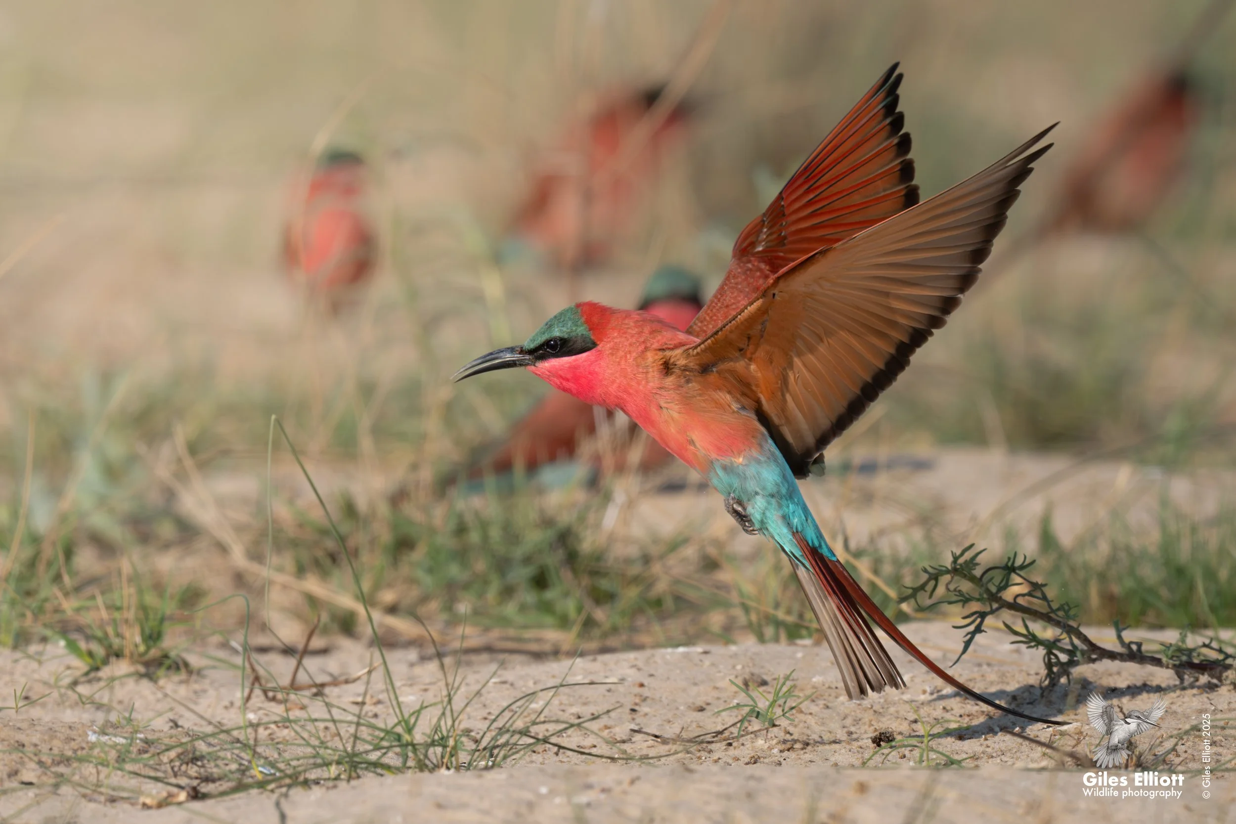 Southern Carmine Bee-eater