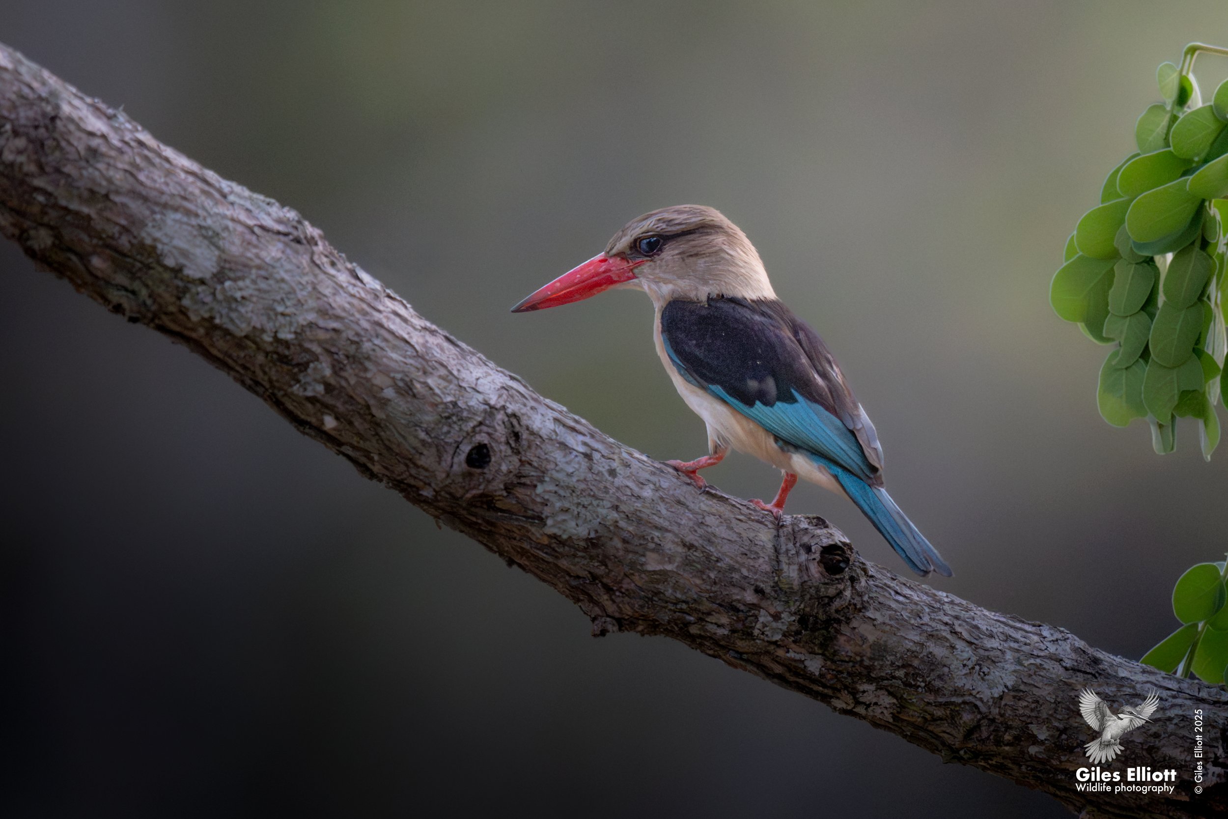 Brown hooded kingfisher