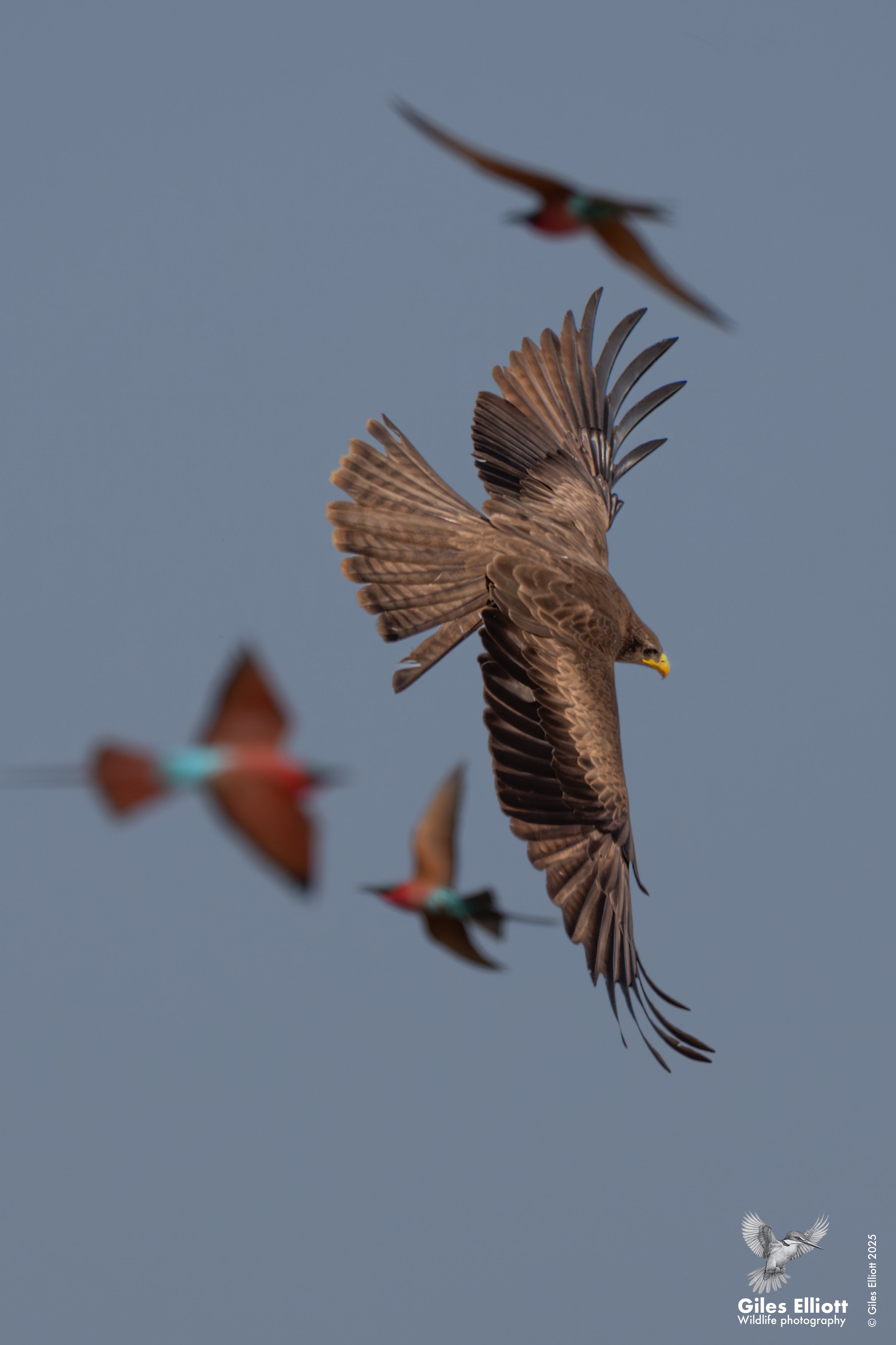 kite portrait.jpg
