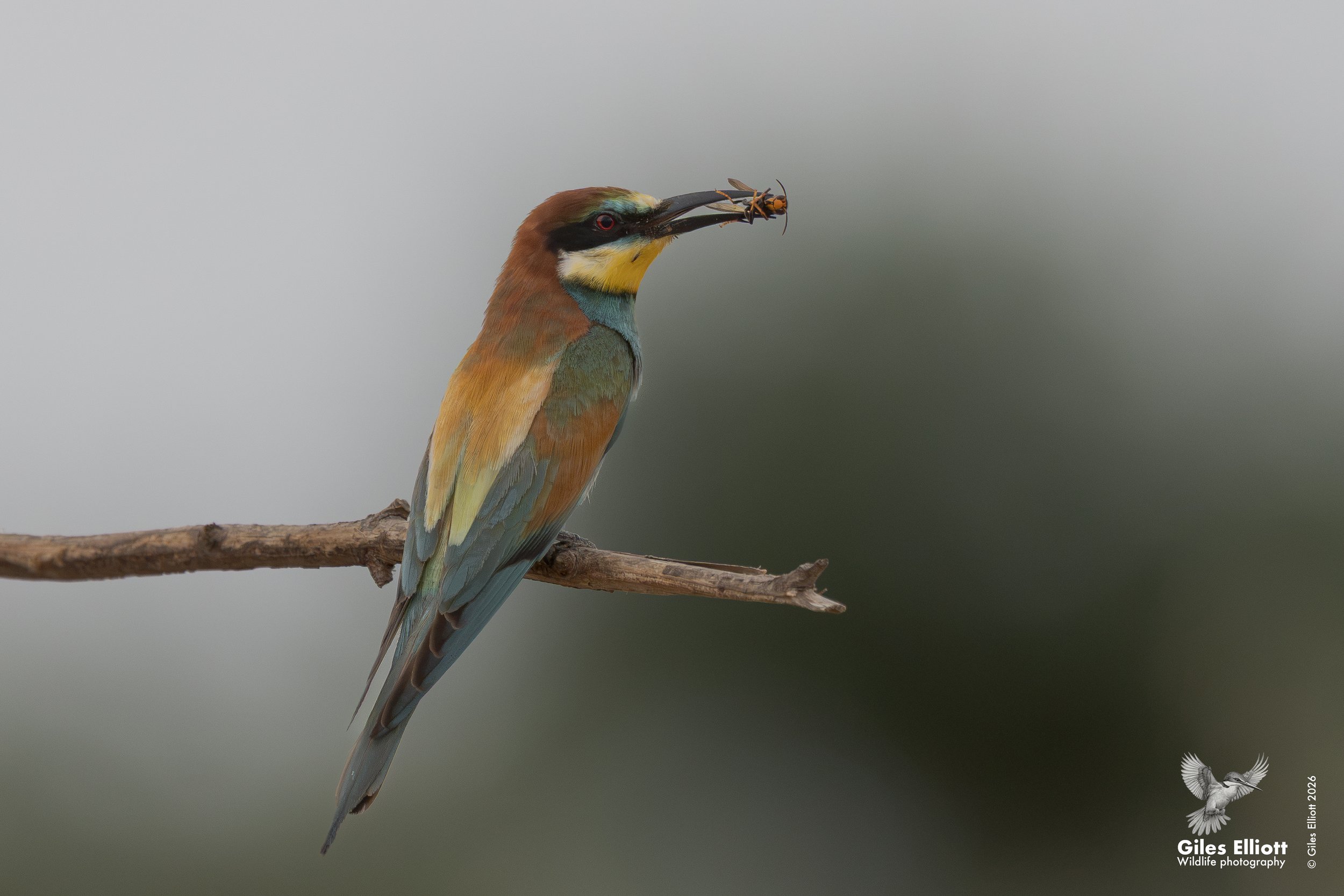 bee eaters 92.jpg