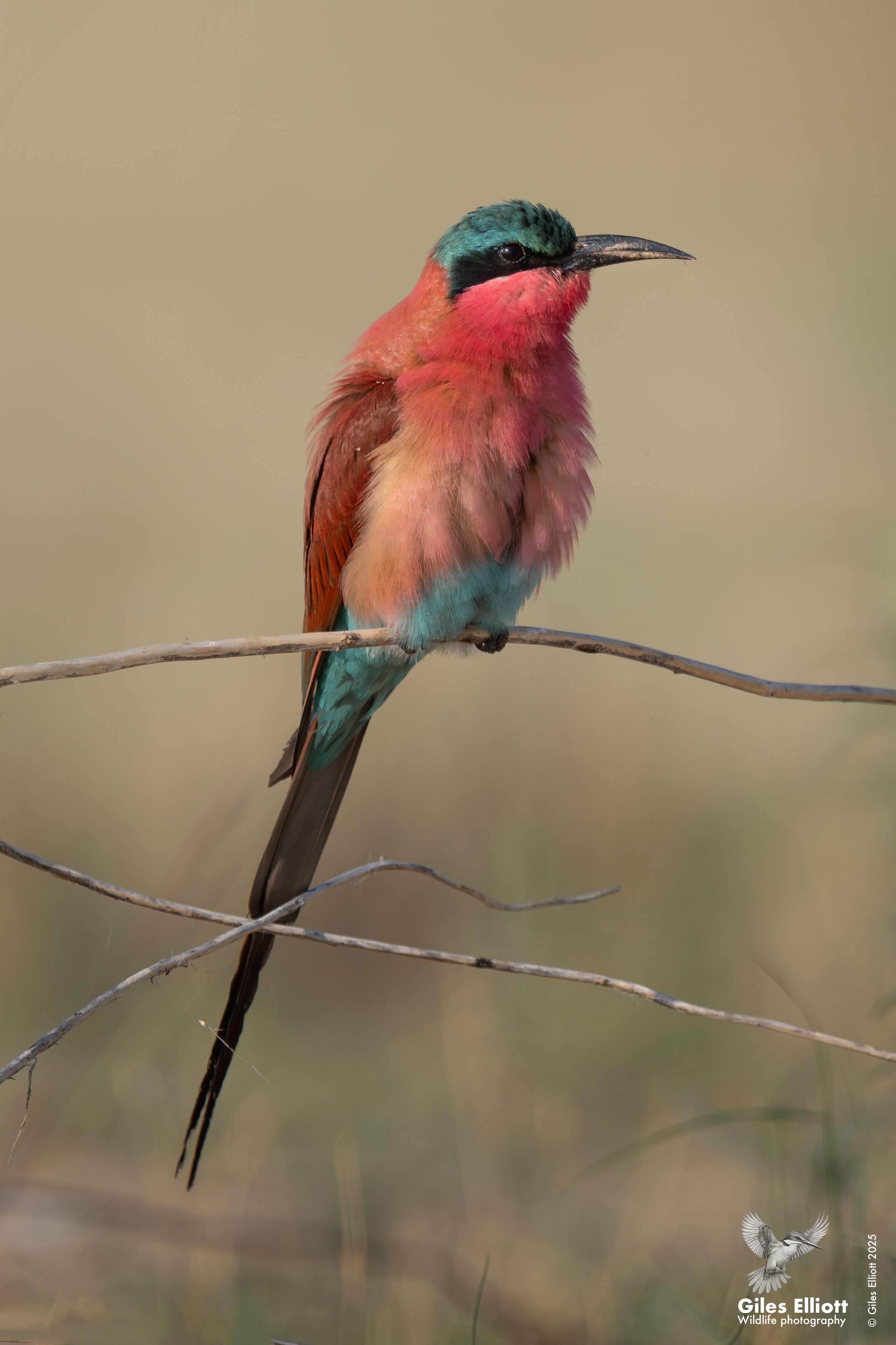 Southern Carmine Bee-eater