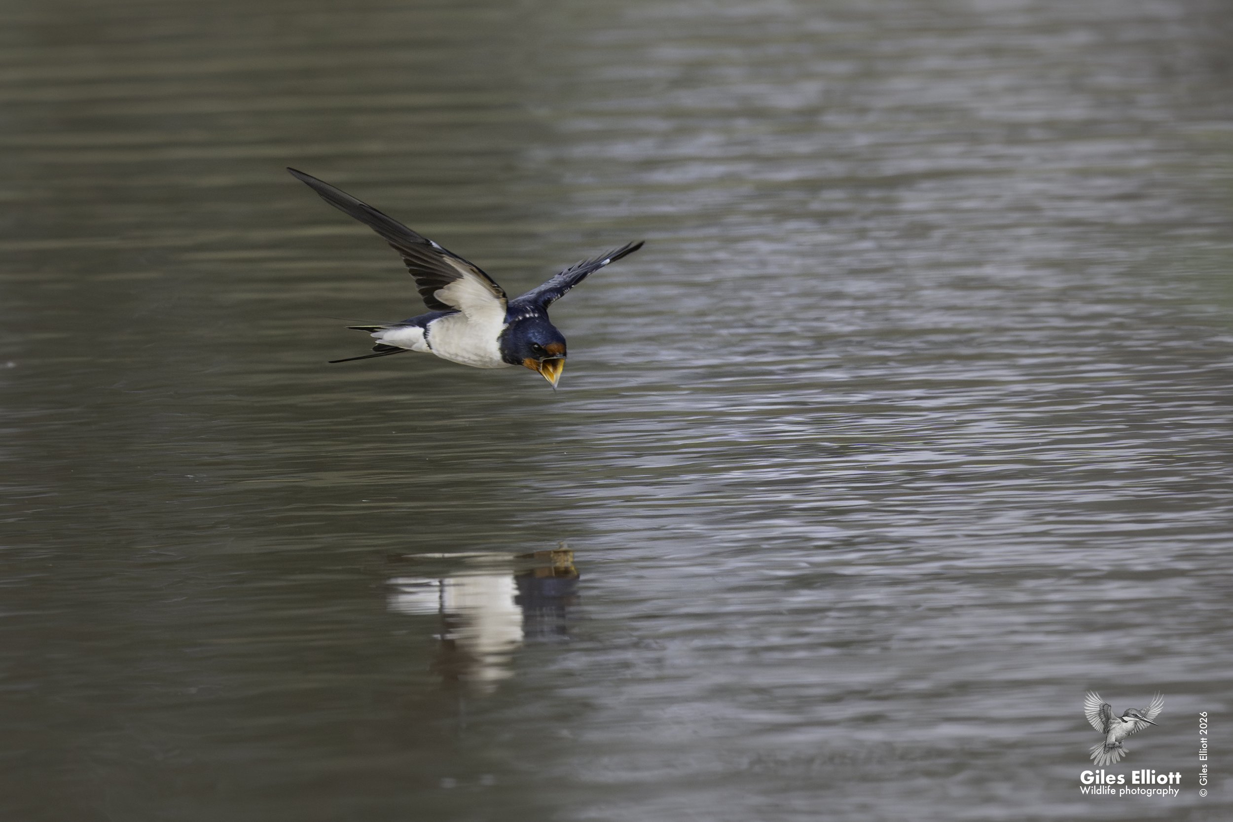 Barn swallow