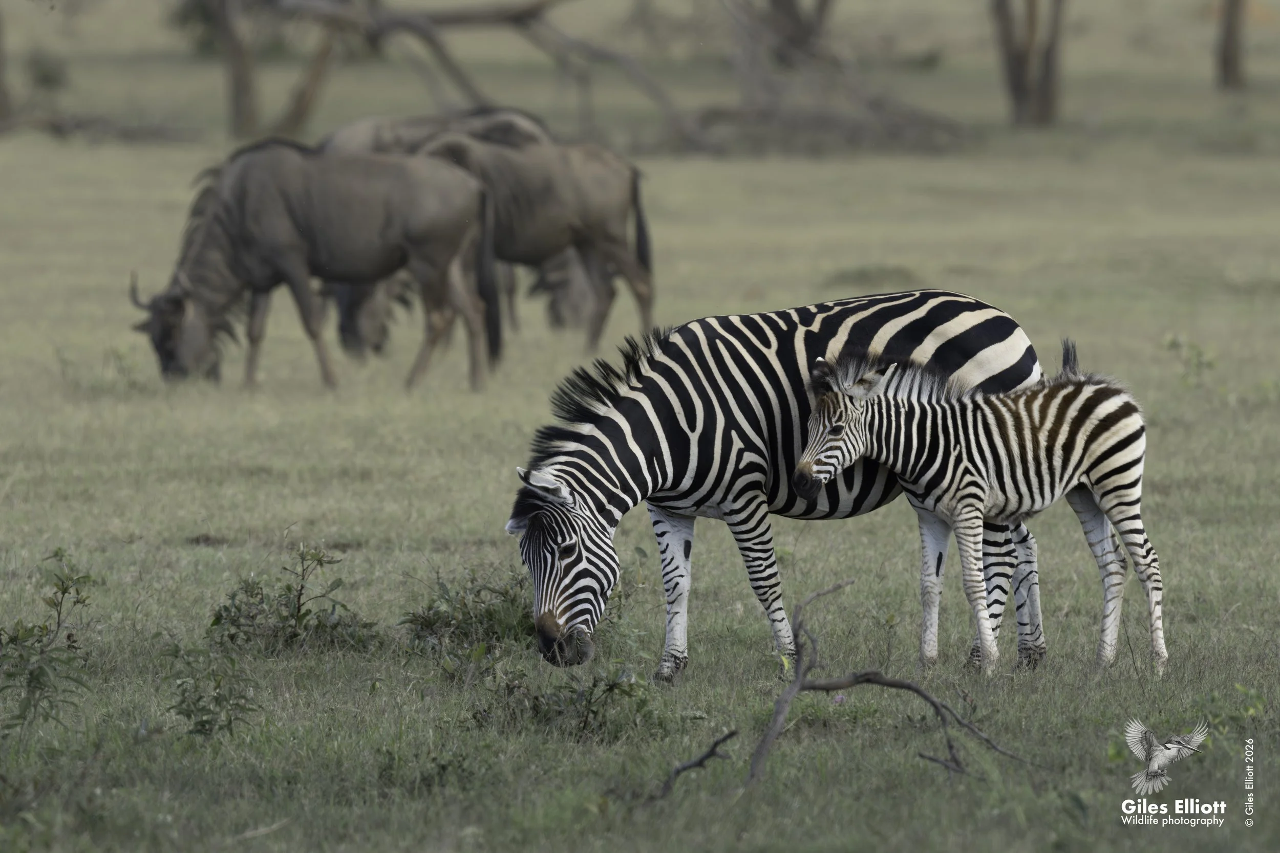 Zebra
