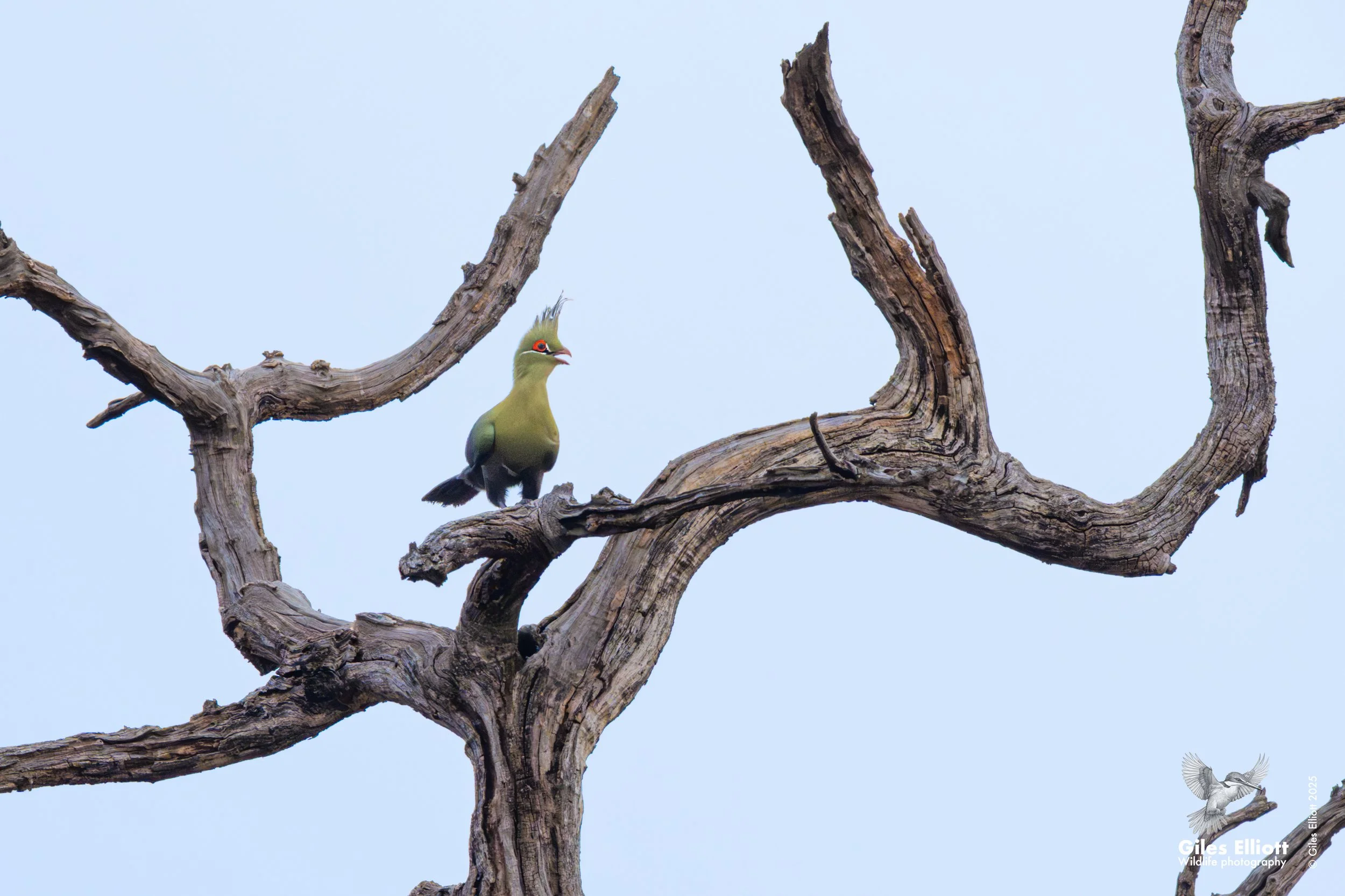 Schalow's Turaco