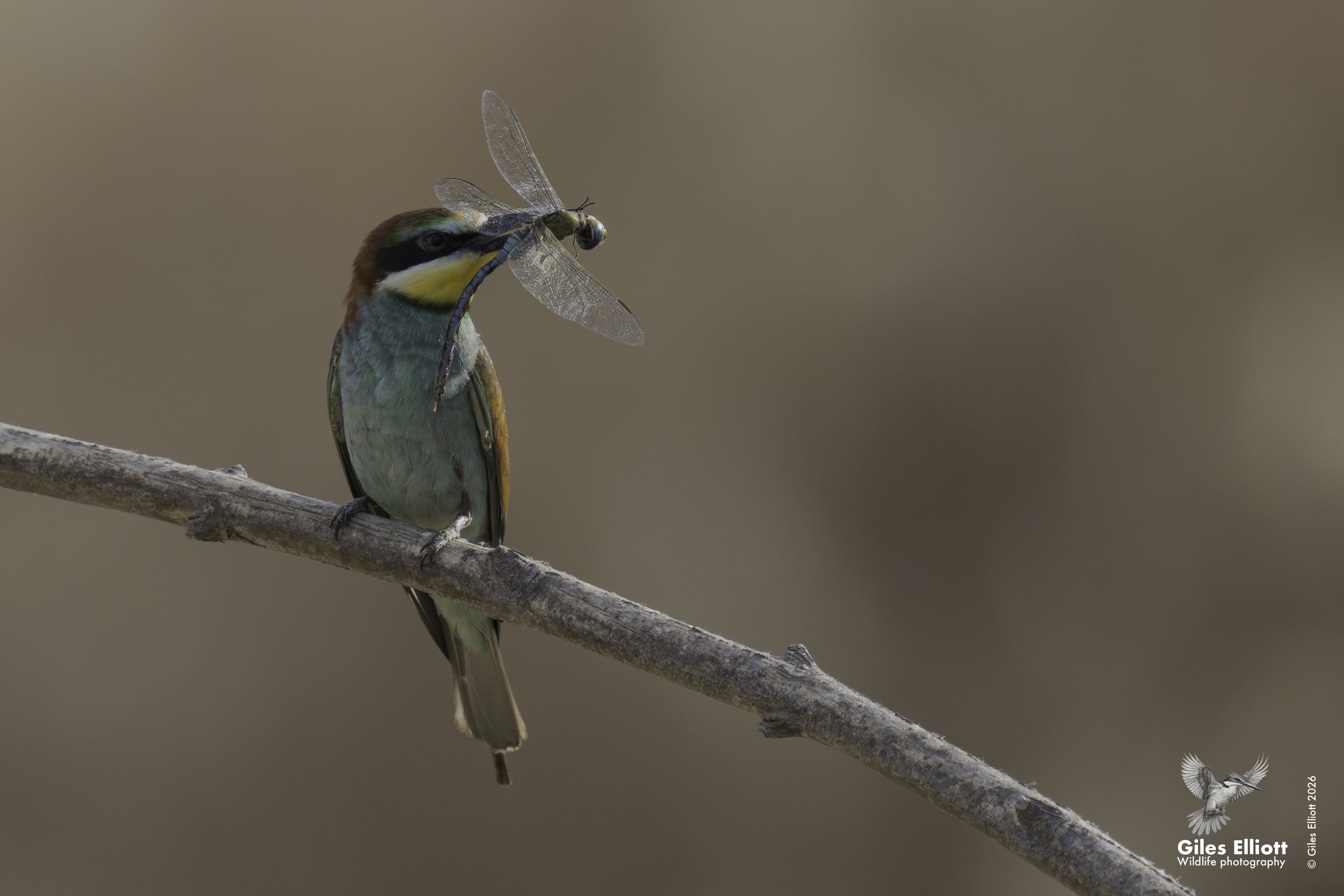 European bee-eater