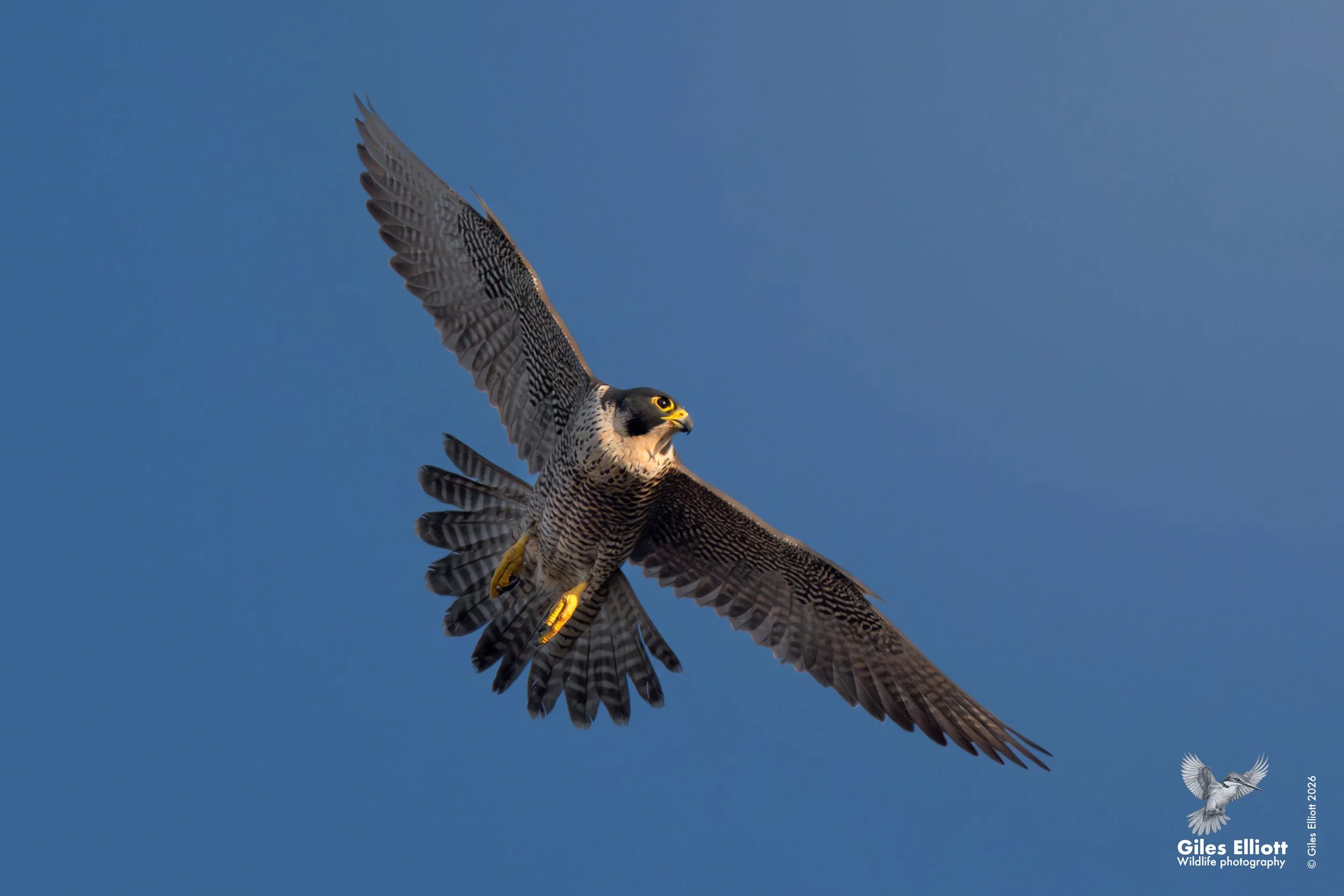 Peregrine falcon