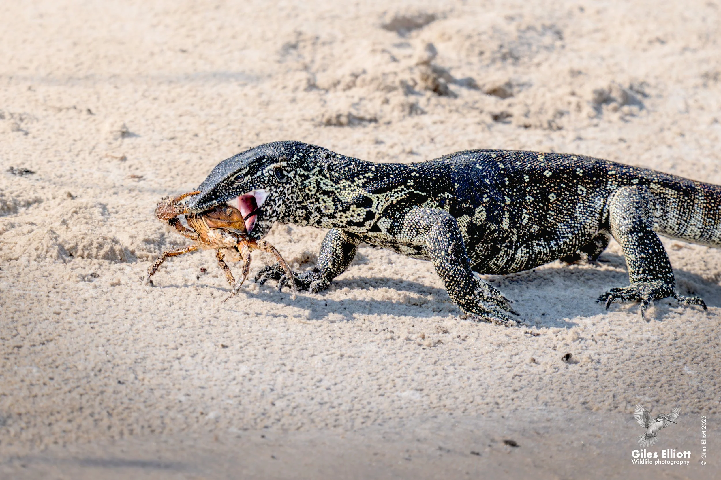 Water monitor lizard and crab