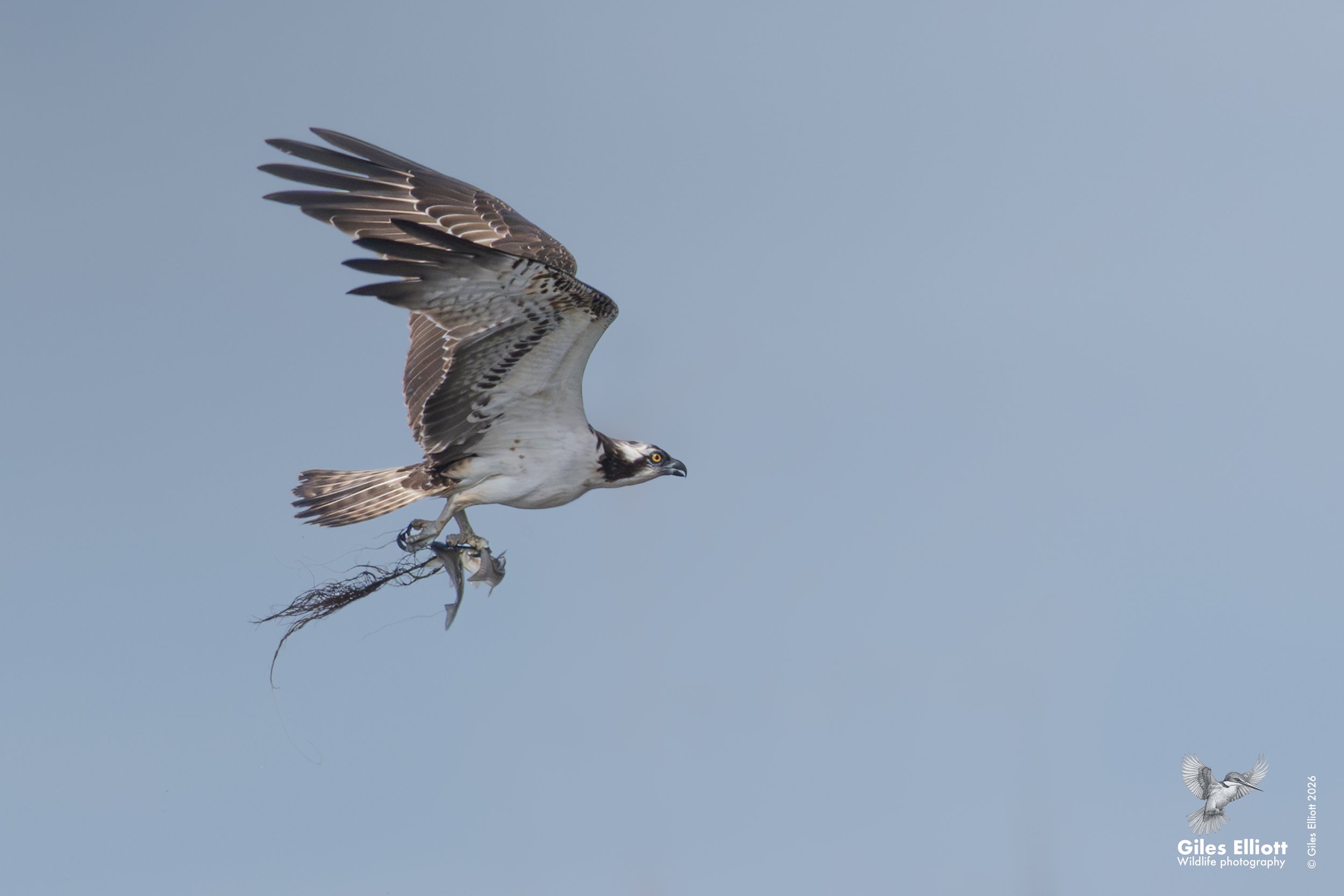 Osprey