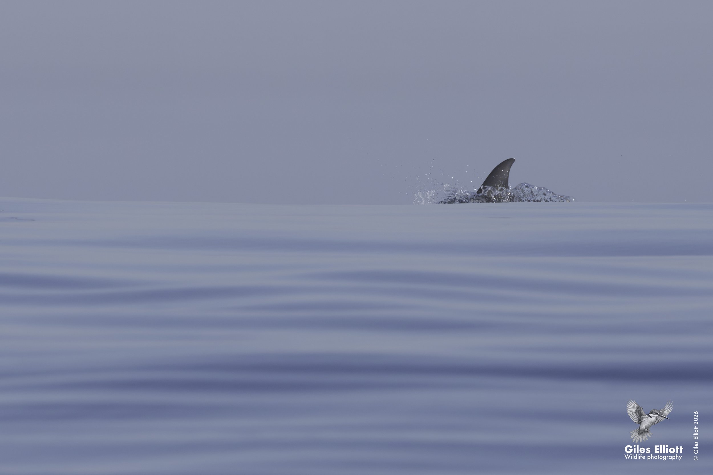 Common dolphin