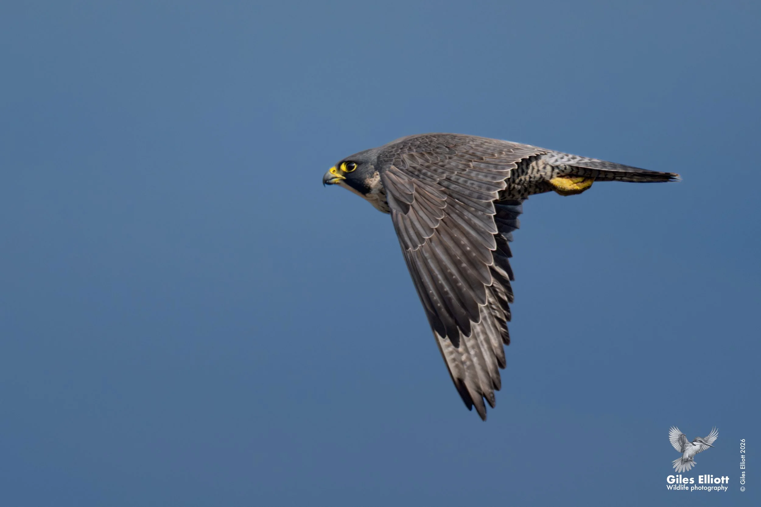 Peregrine falcon