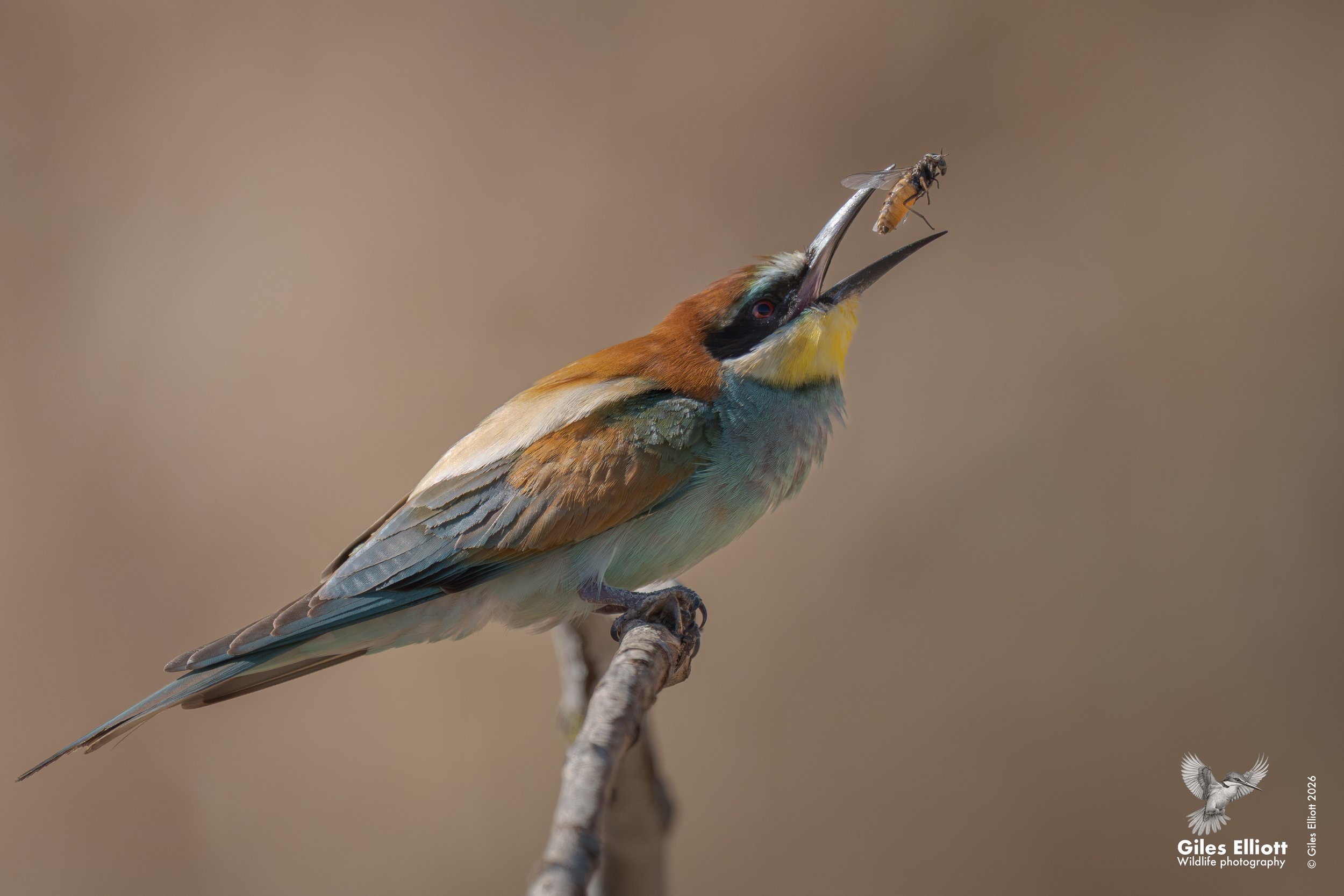 bee eaters 68.jpg