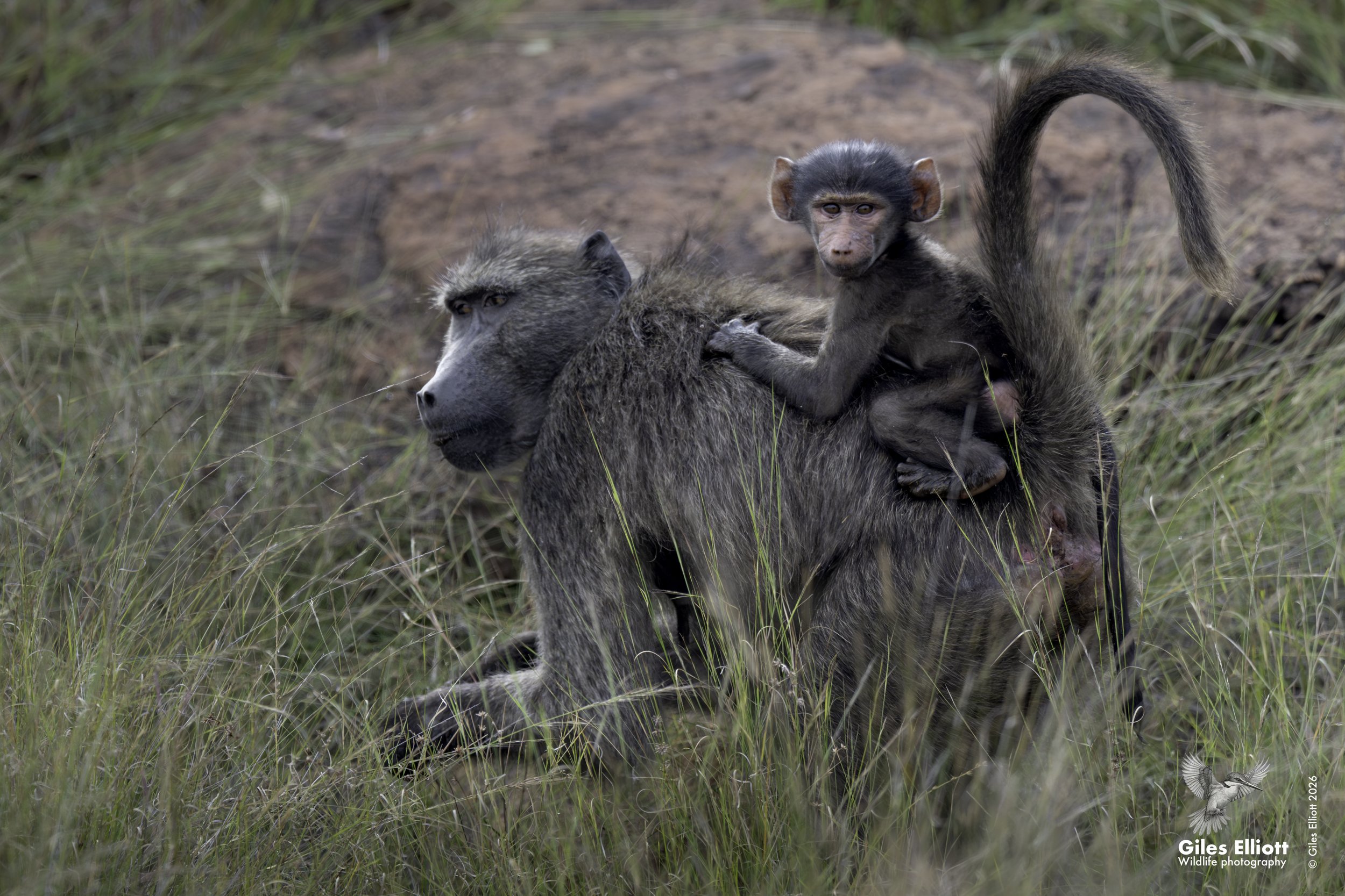 Chacma baboon